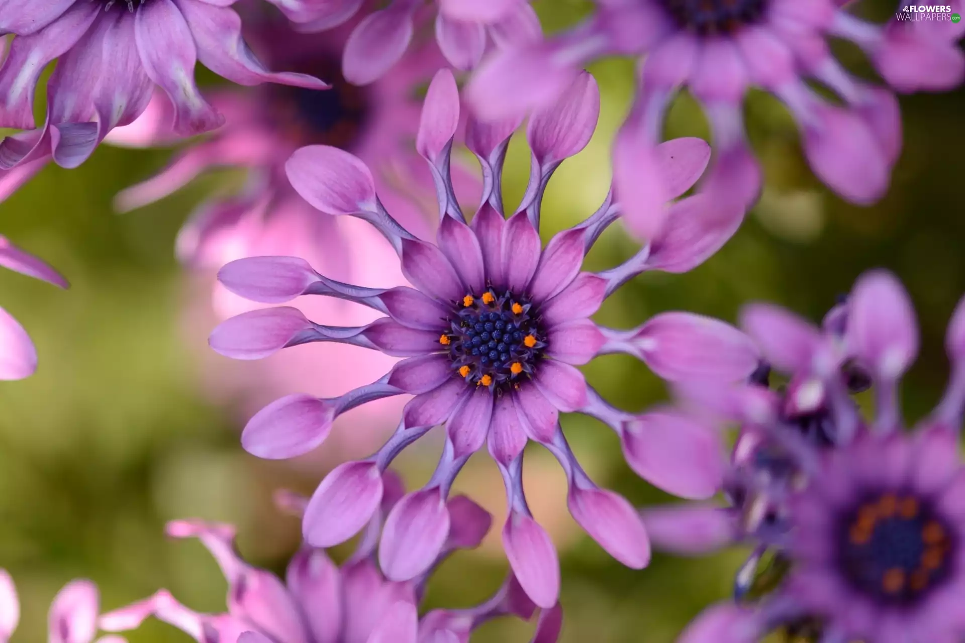 Flowers, African Daisies