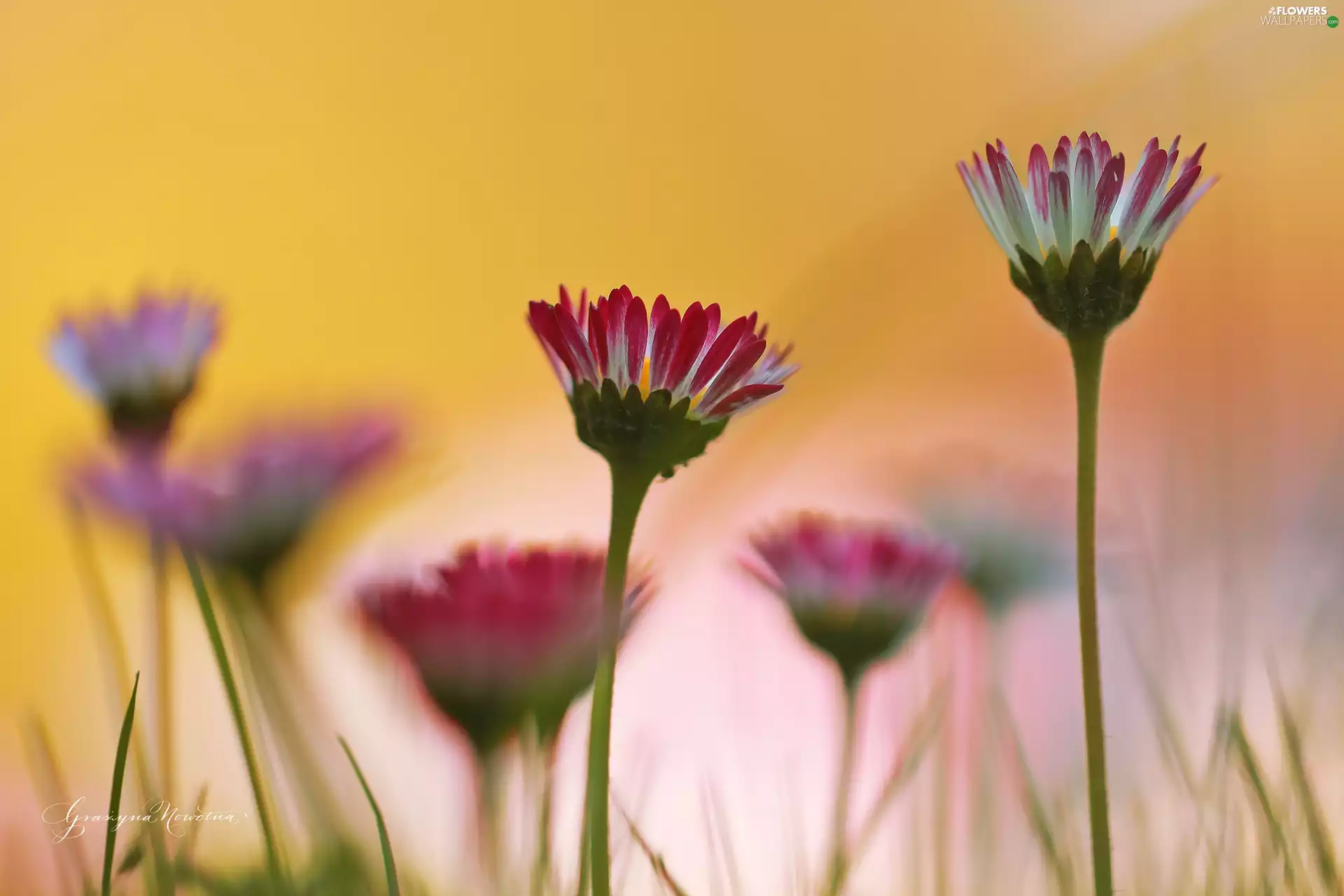Flowers, Pink, daisies