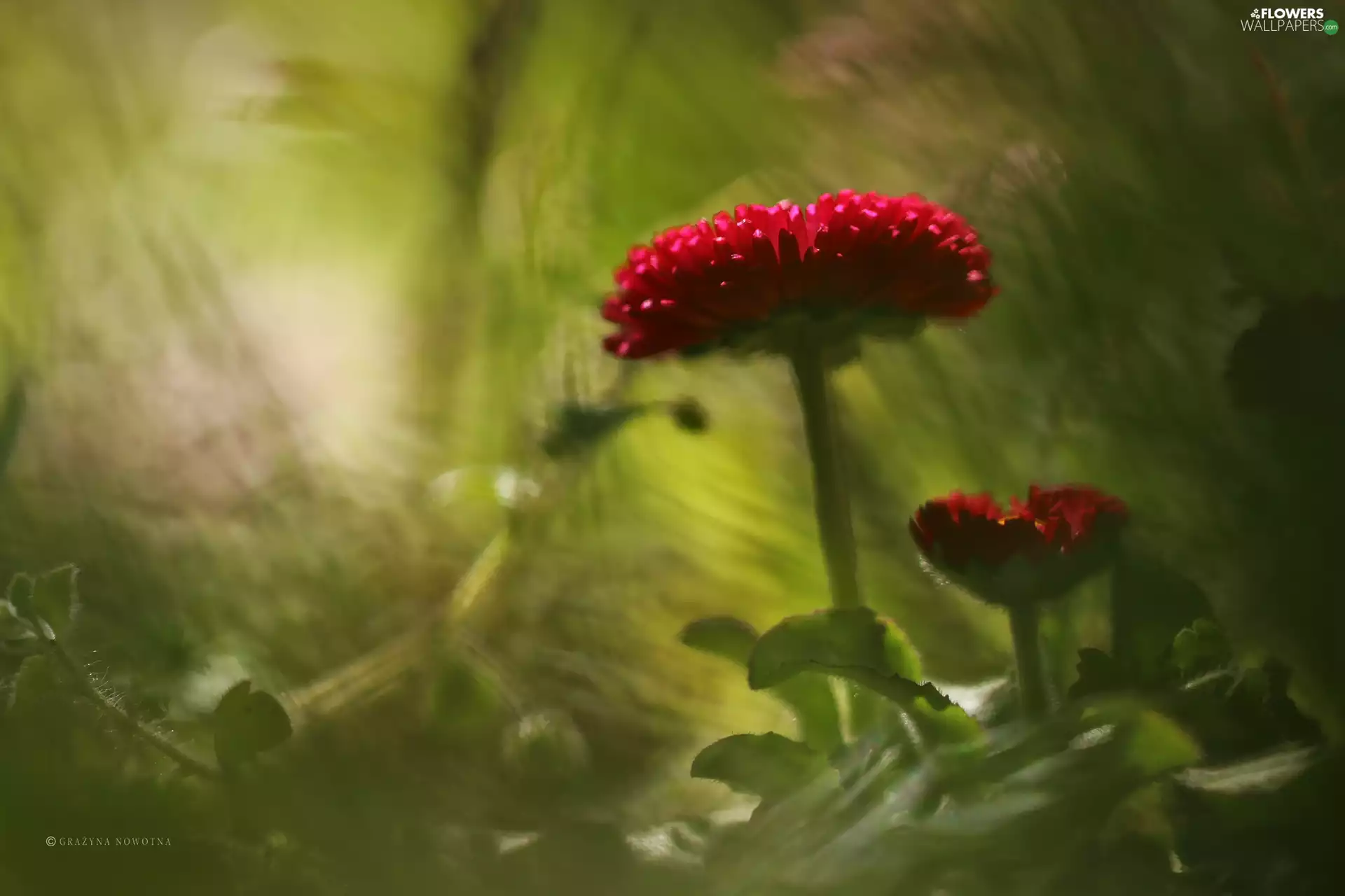 Flowers, Red, daisies
