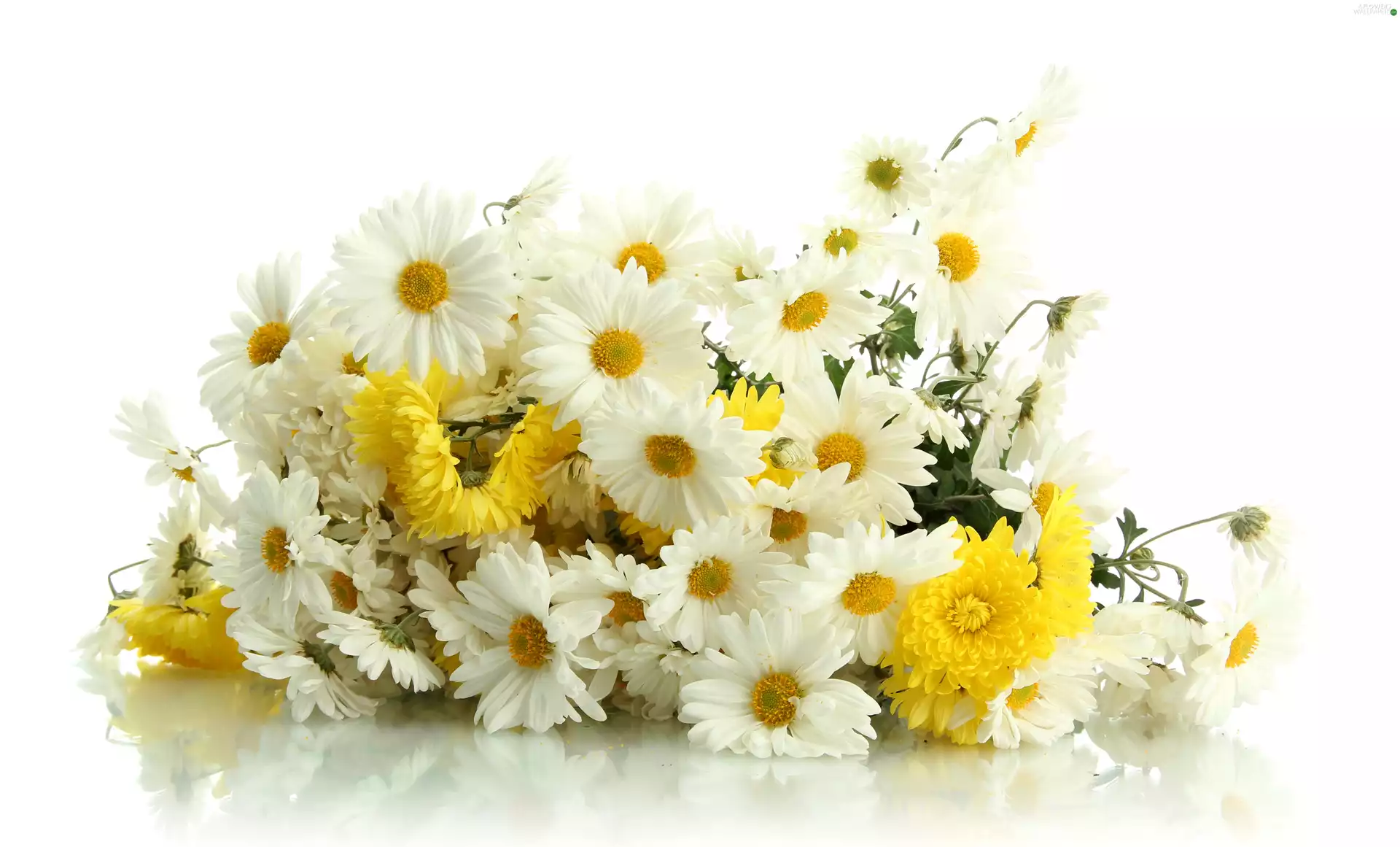 Flowers, daisy