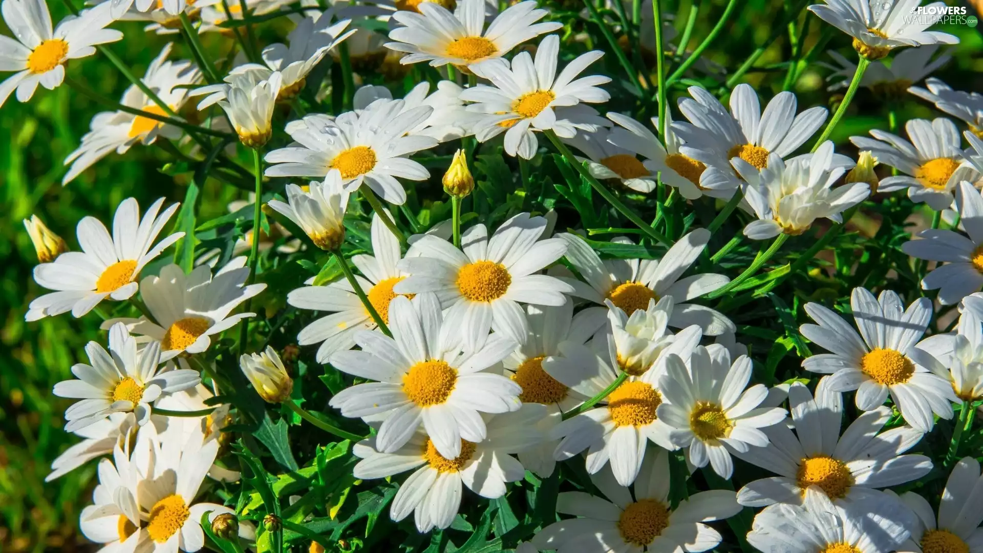 Flowers, daisy