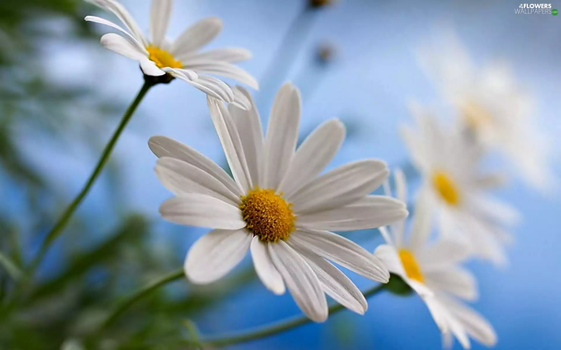 Flowers, Daisy