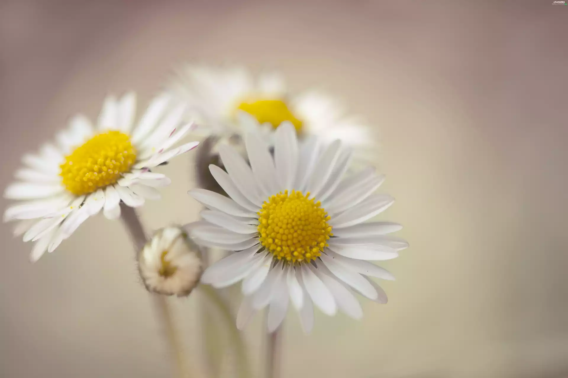 Flowers, daisy