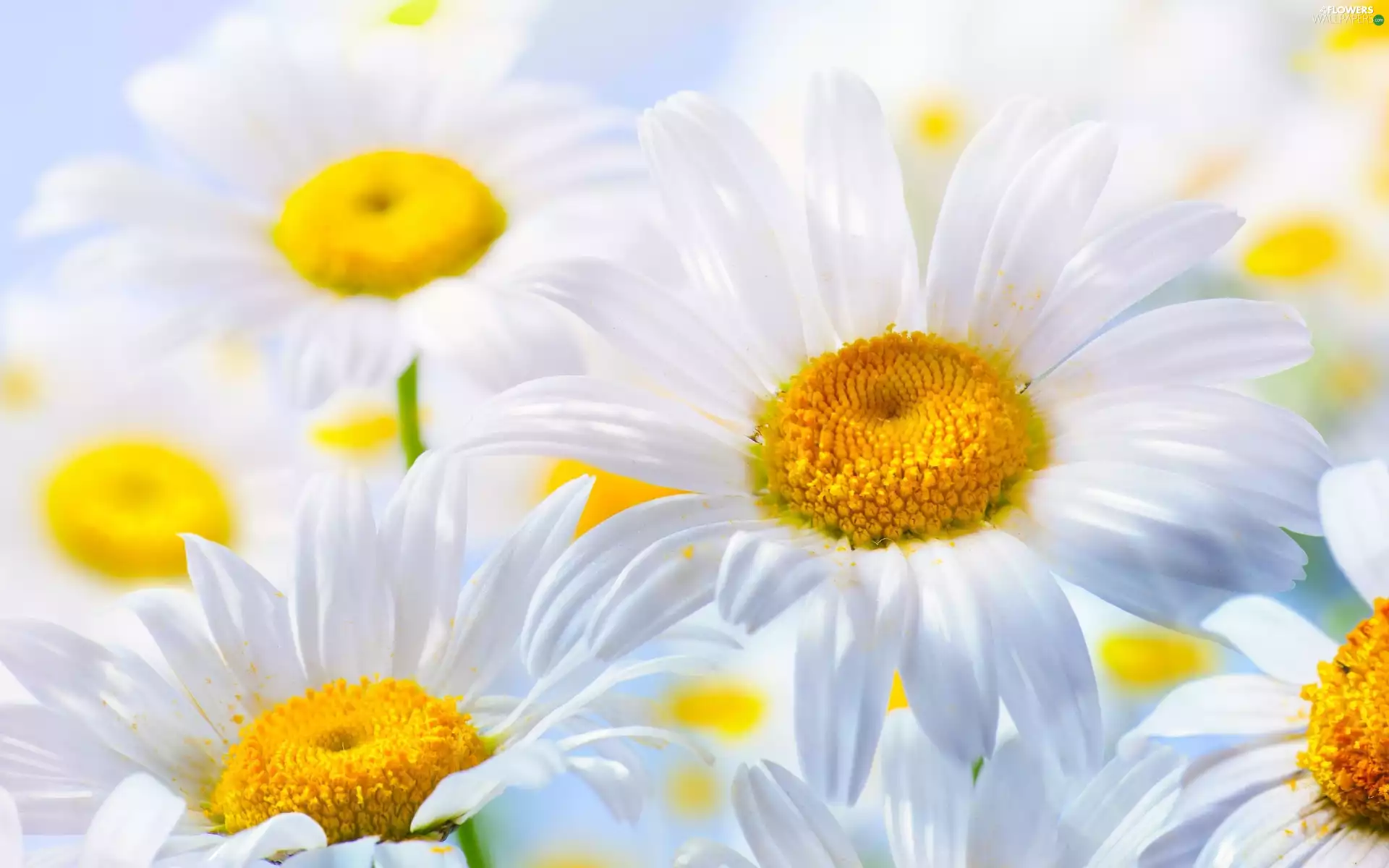 Flowers, Daisy
