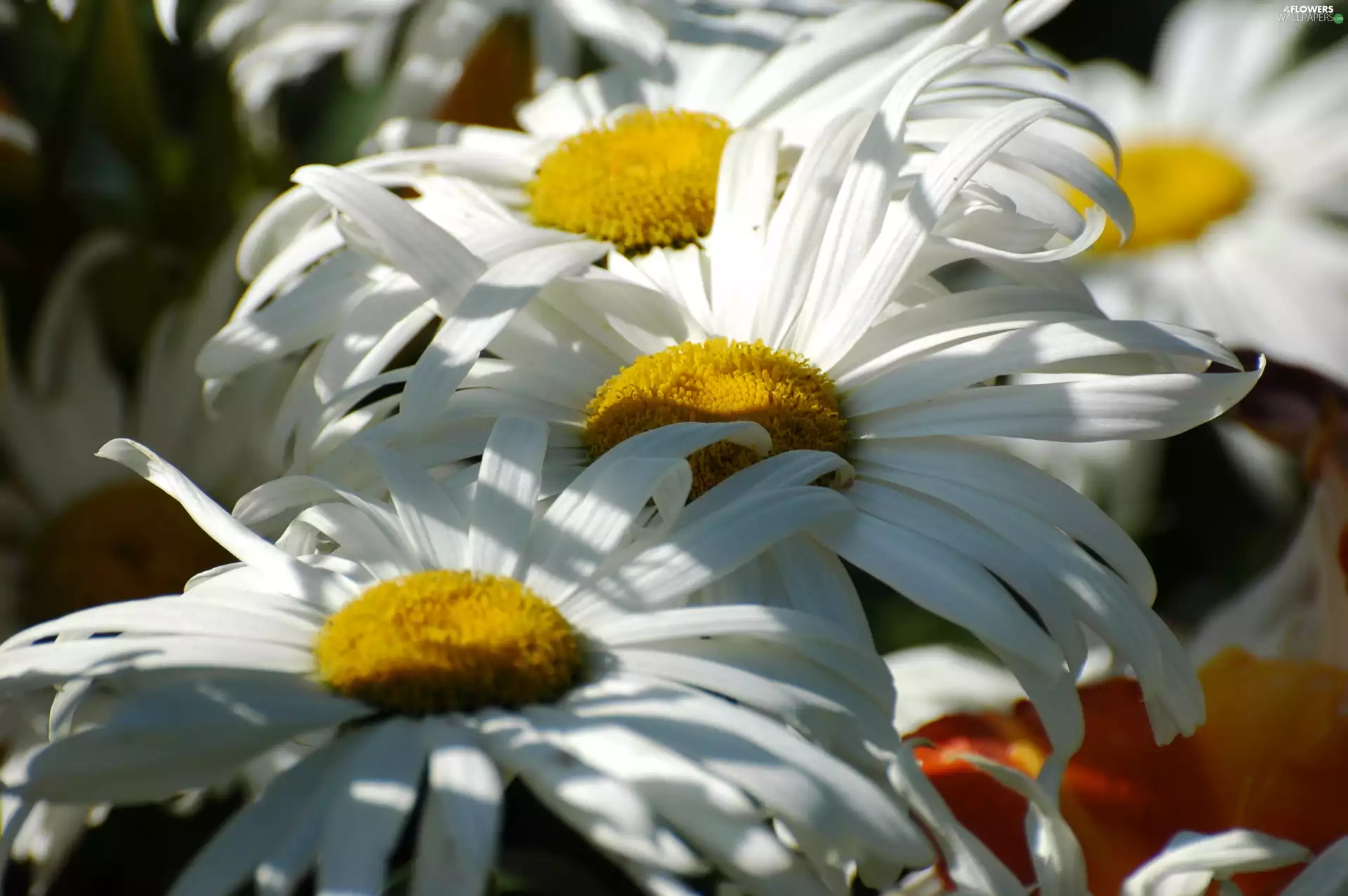 Flowers, daisy
