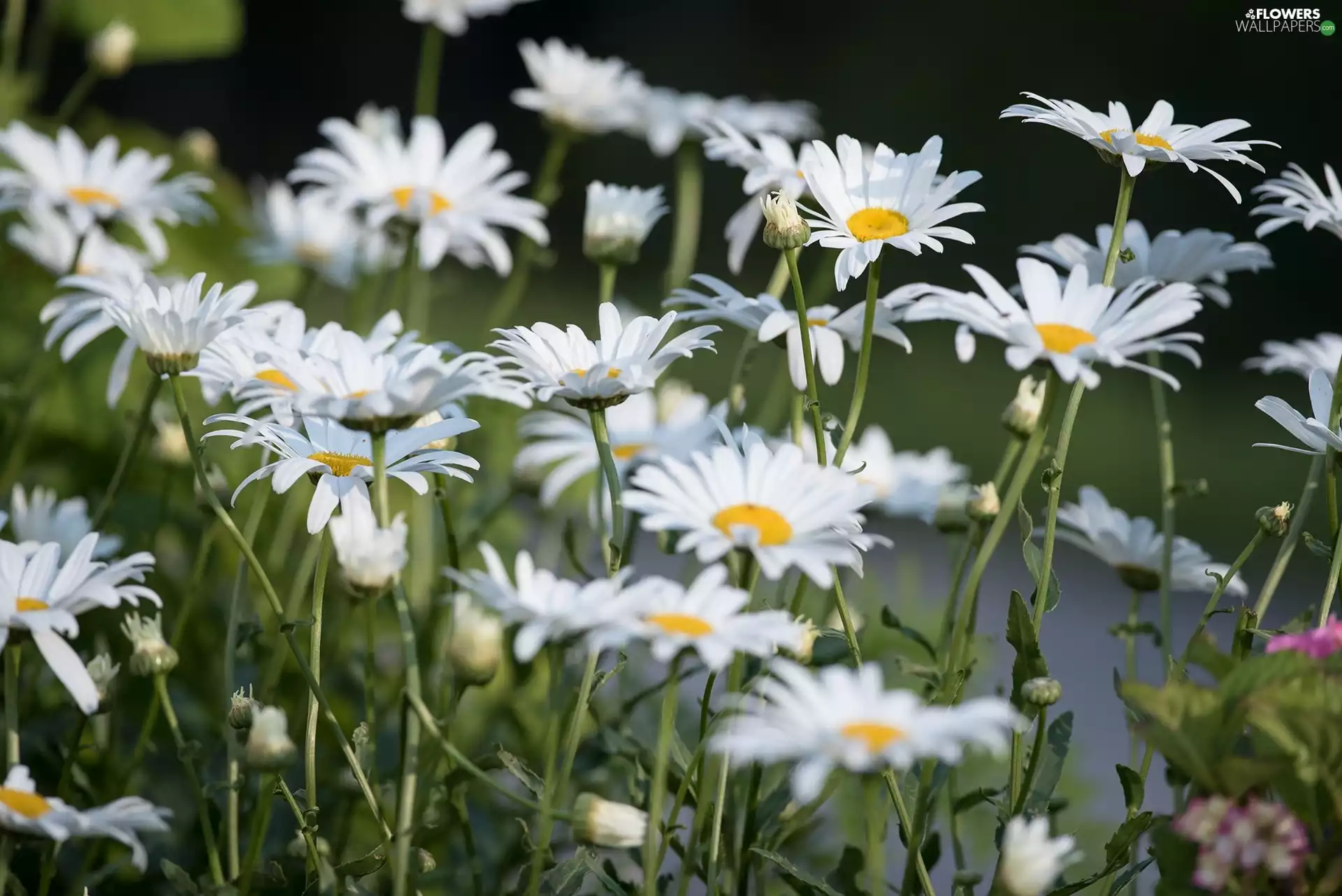 Flowers, daisy