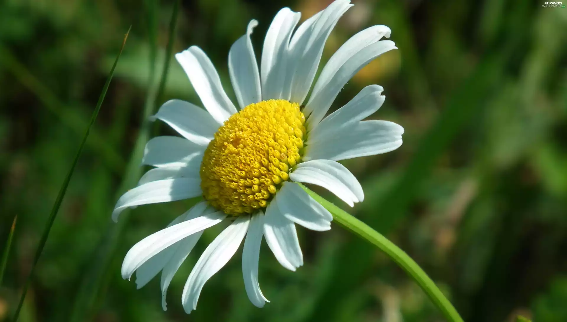 Daisy, nature, Colourfull Flowers