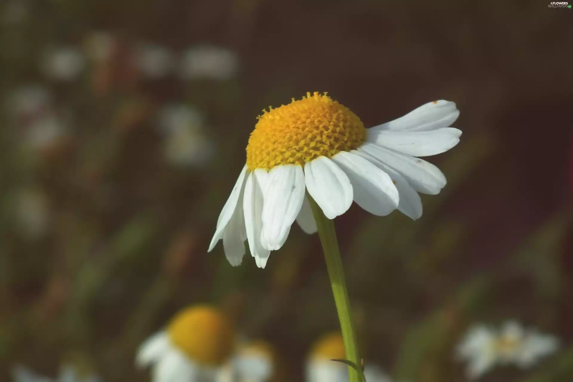 daisy, nature, Colourfull Flowers