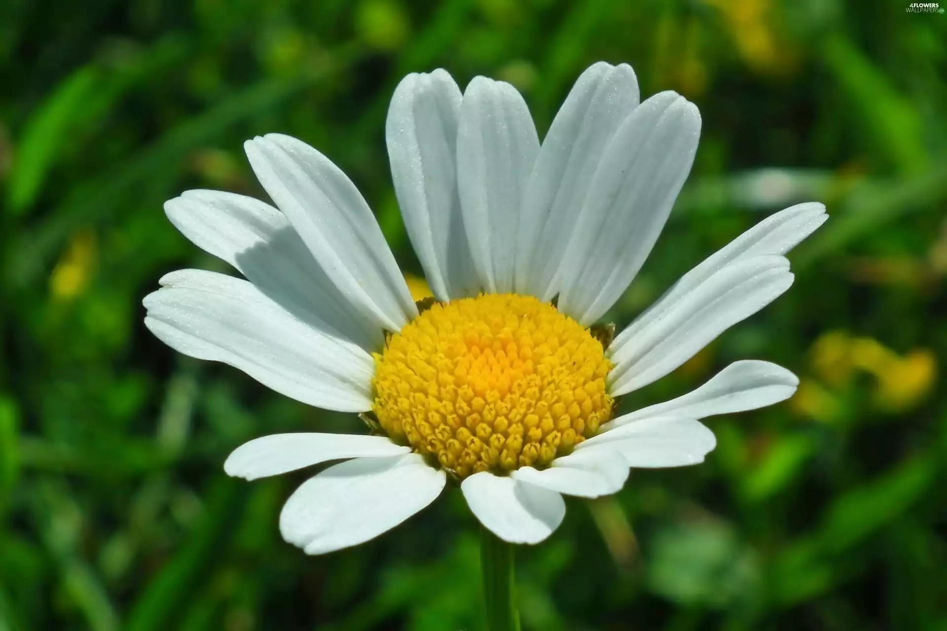 daisy, nature, Colourfull Flowers