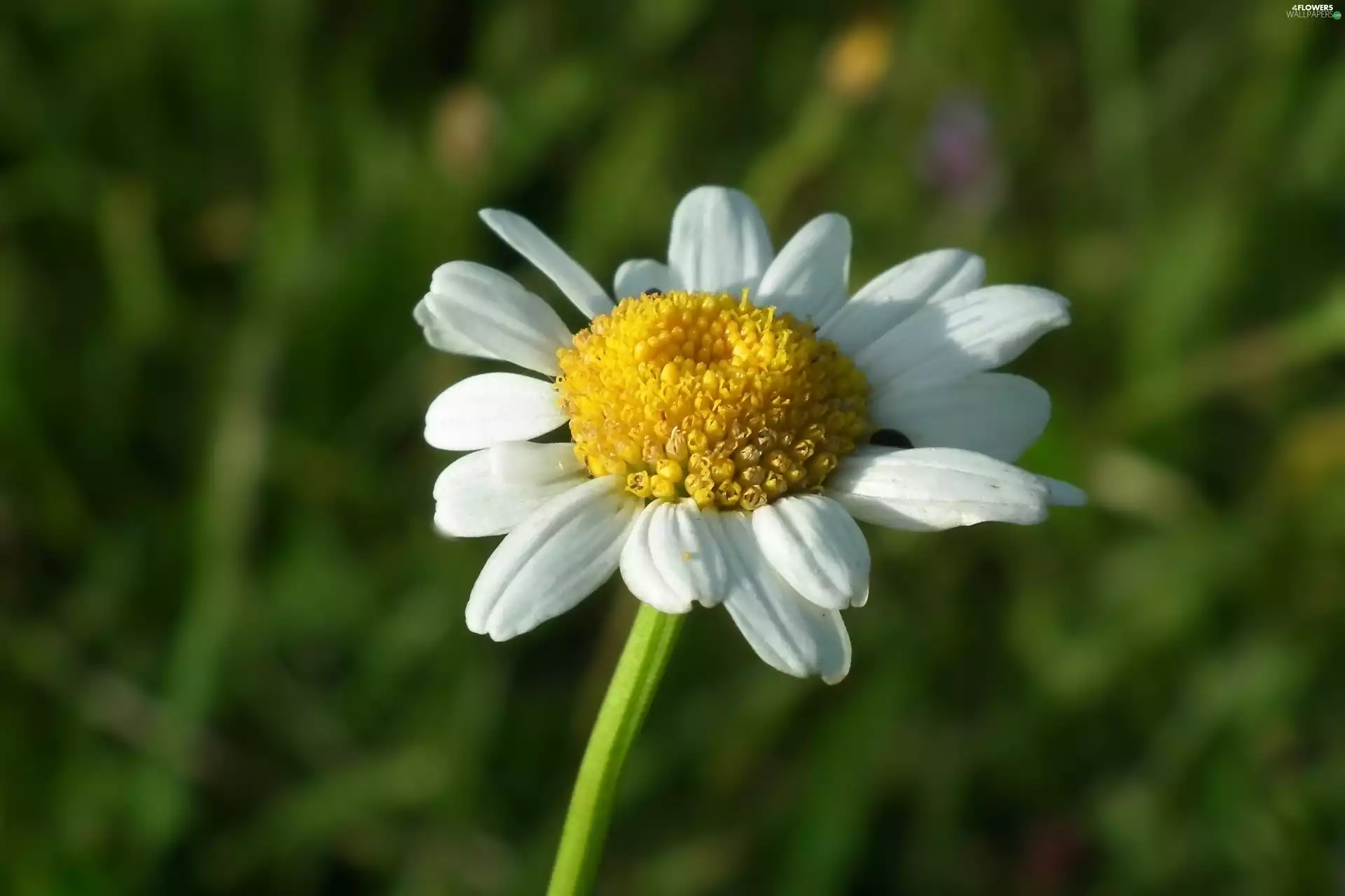 daisy, nature, Colourfull Flowers