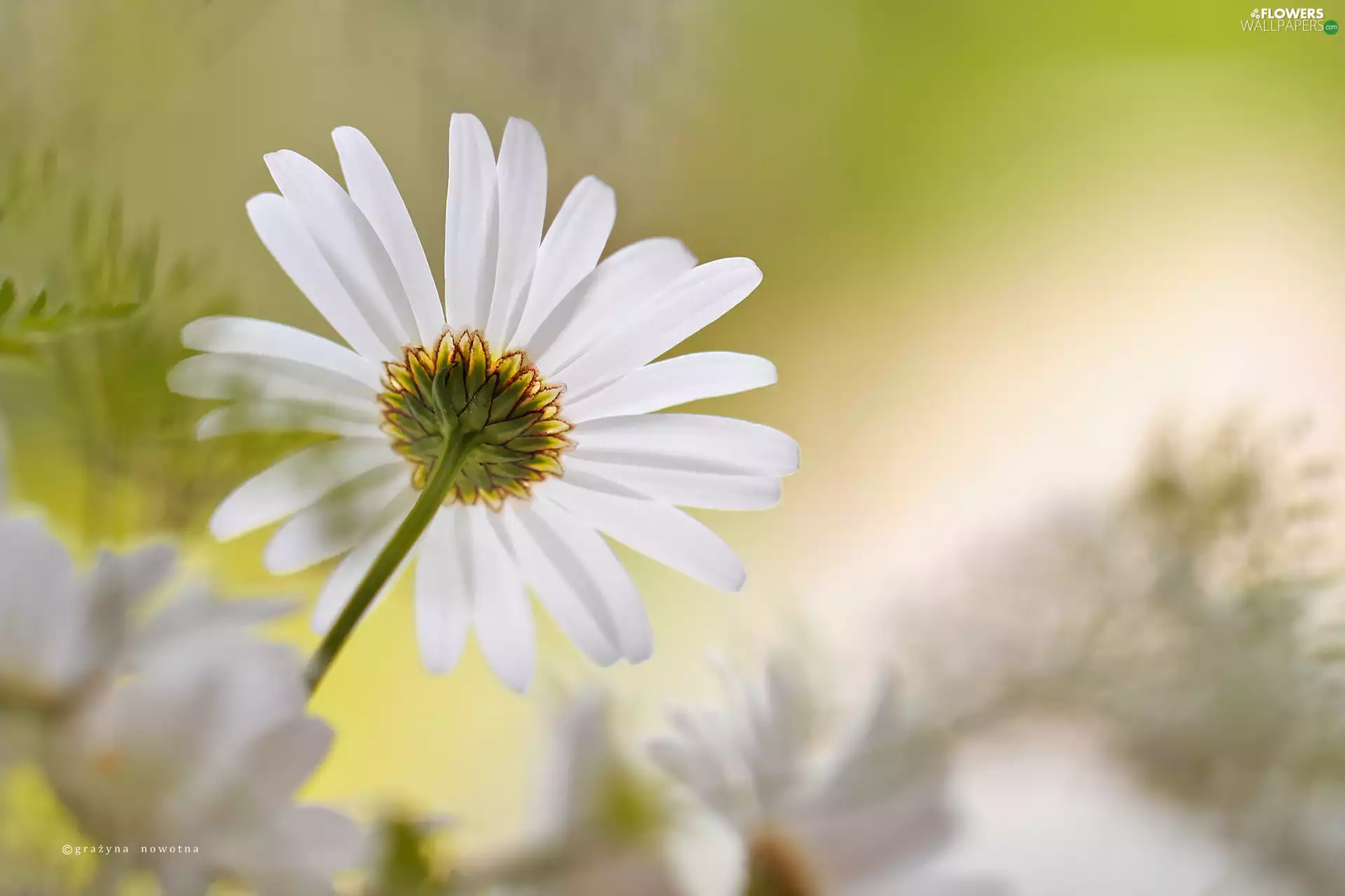 Daisy, White, Colourfull Flowers