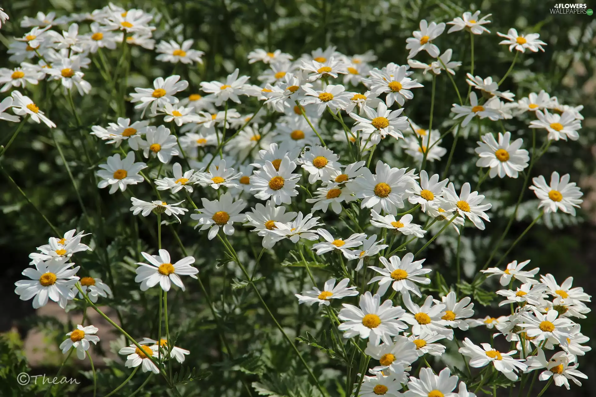 daisy, Shasta Daisy, Flowers