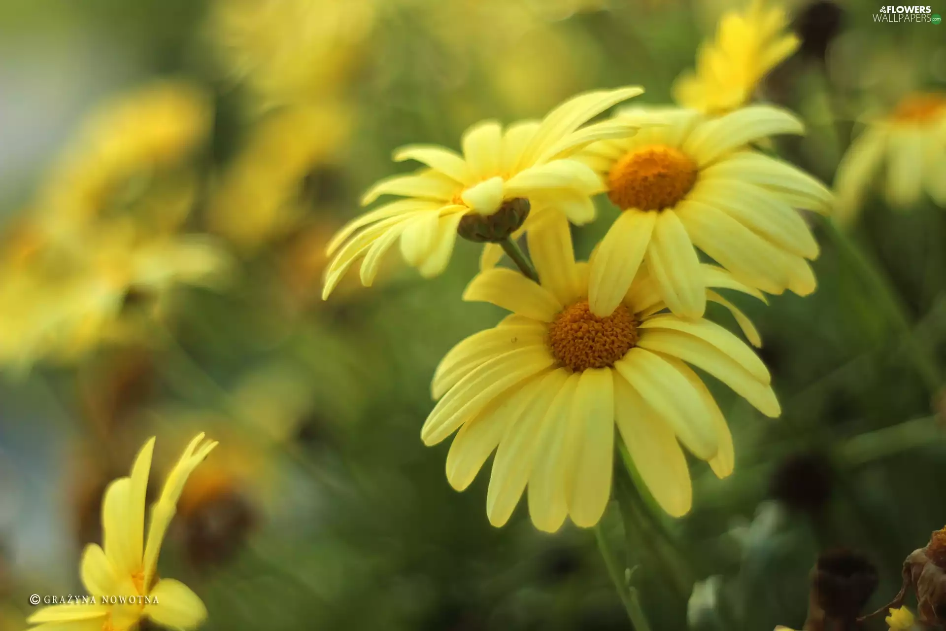 Flowers, Yellow, daisy