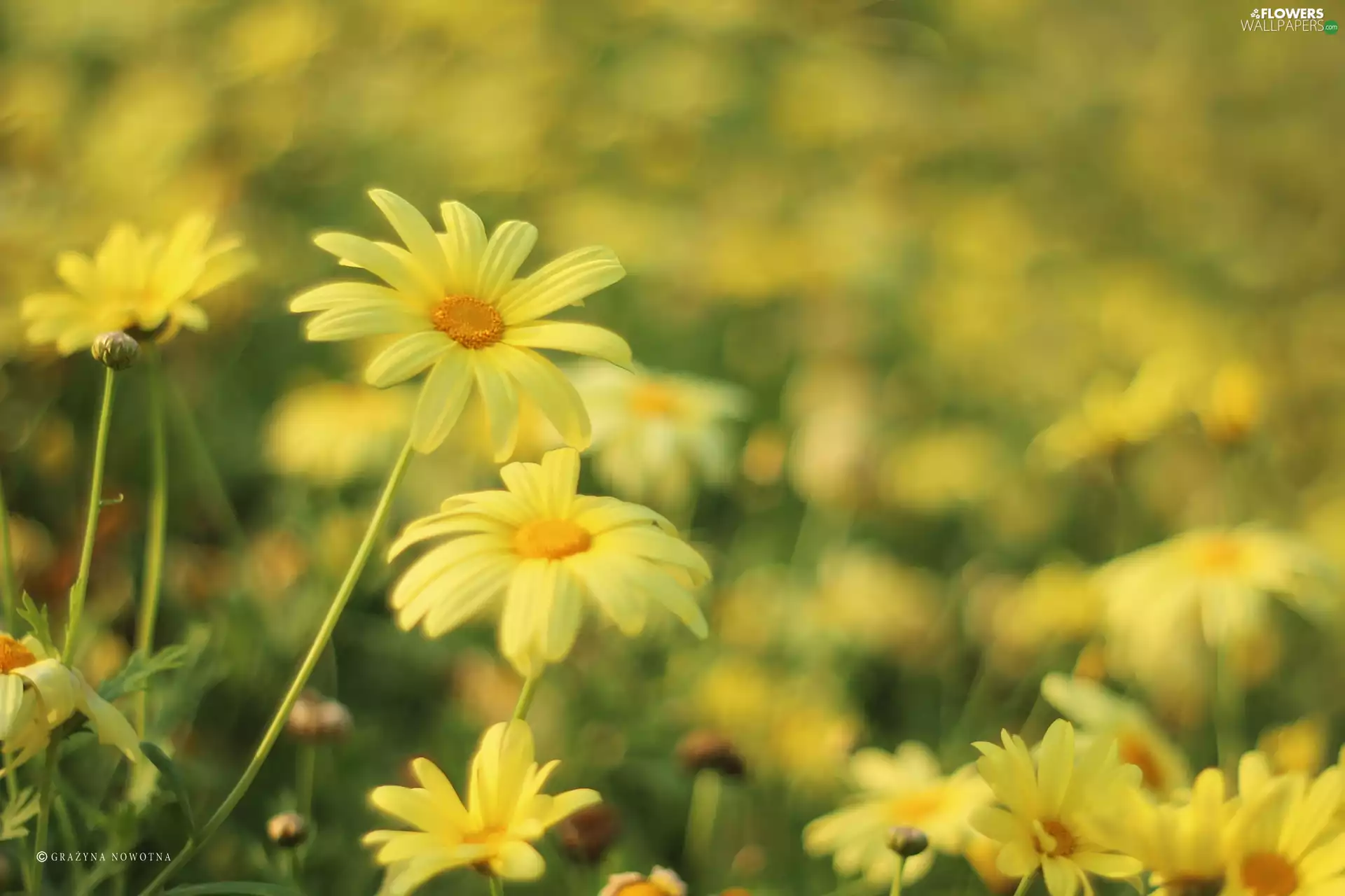 Flowers, Yellow, daisy