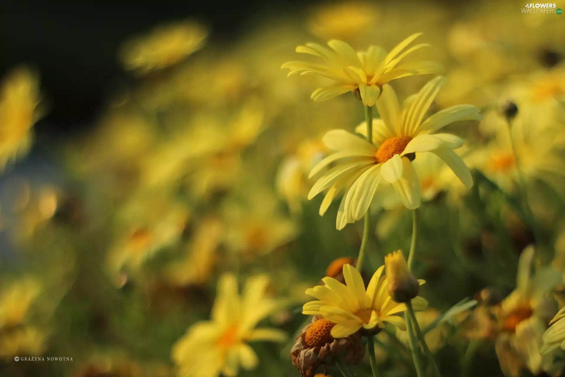 Flowers, Yellow, daisy