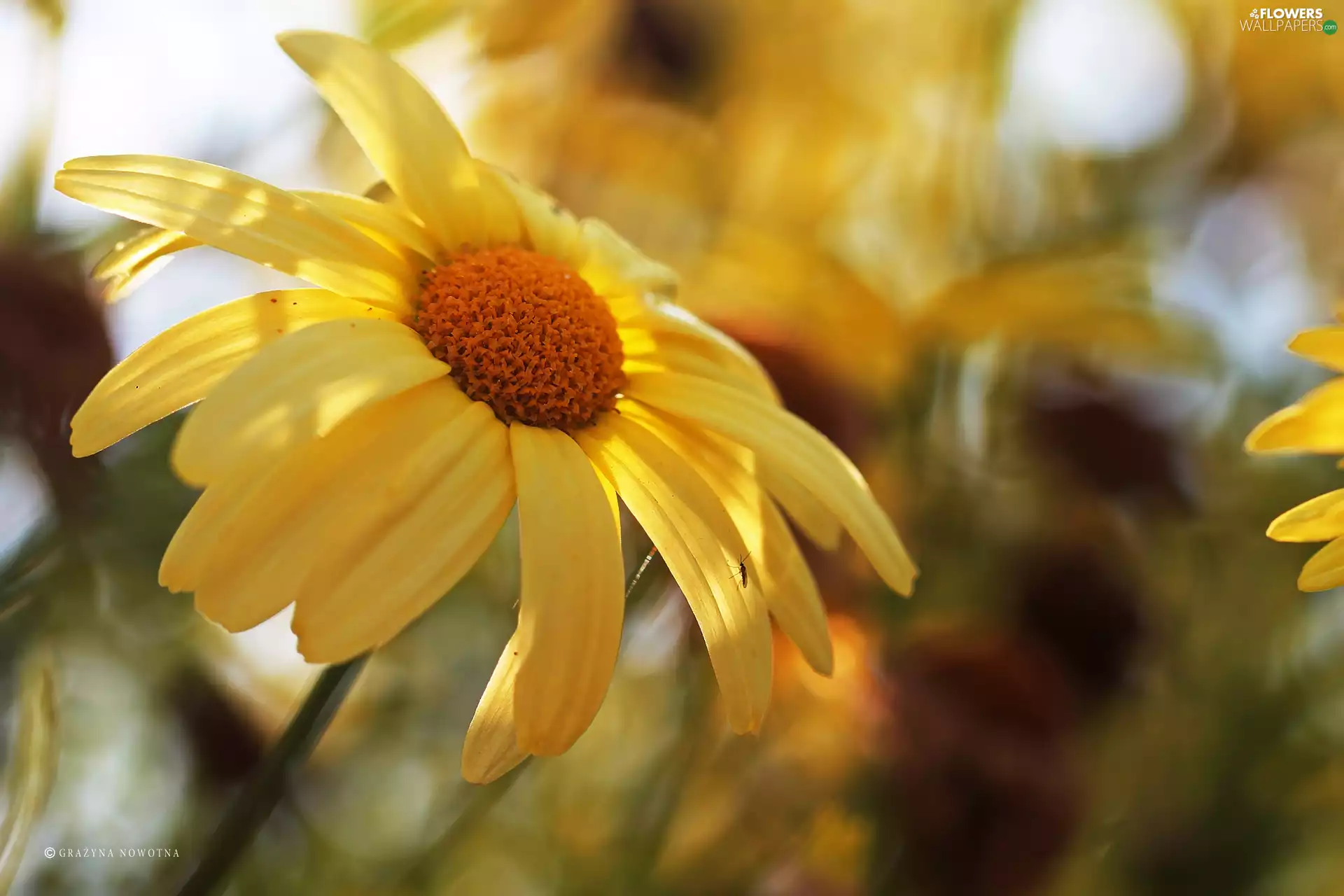 Flowers, Yellow, daisy