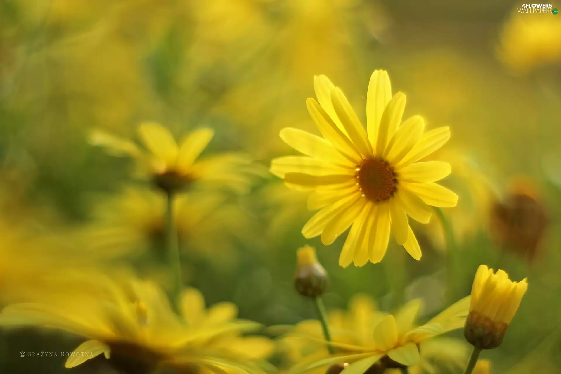 Flowers, Yellow, daisy