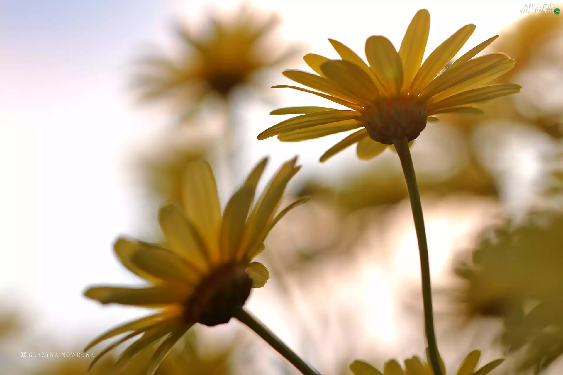 Flowers, Yellow, daisy