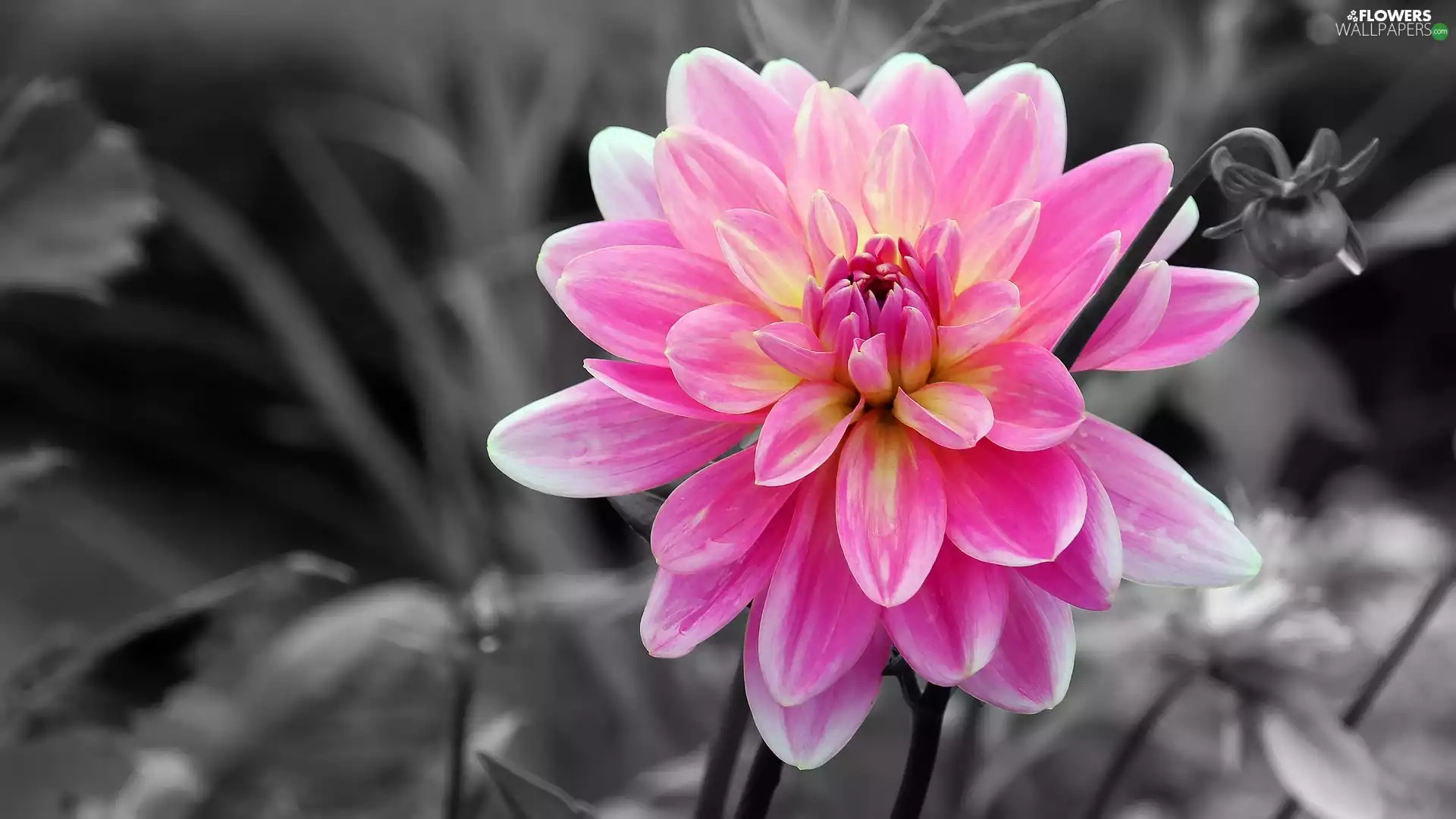 Dalia, Pink, Colourfull Flowers