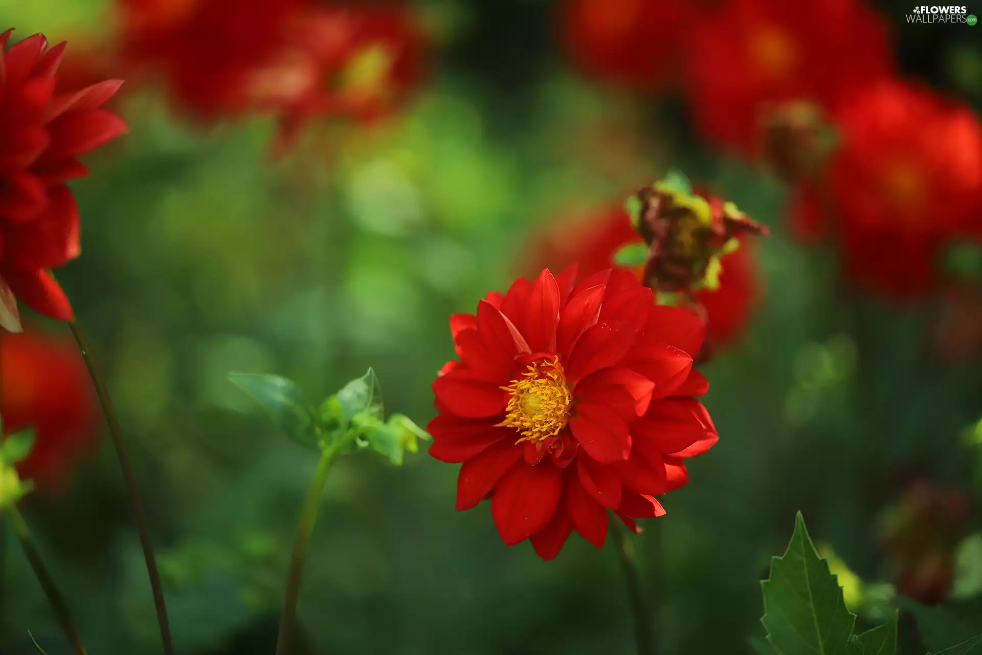 red hot, Colourfull Flowers, rapprochement, Dalia
