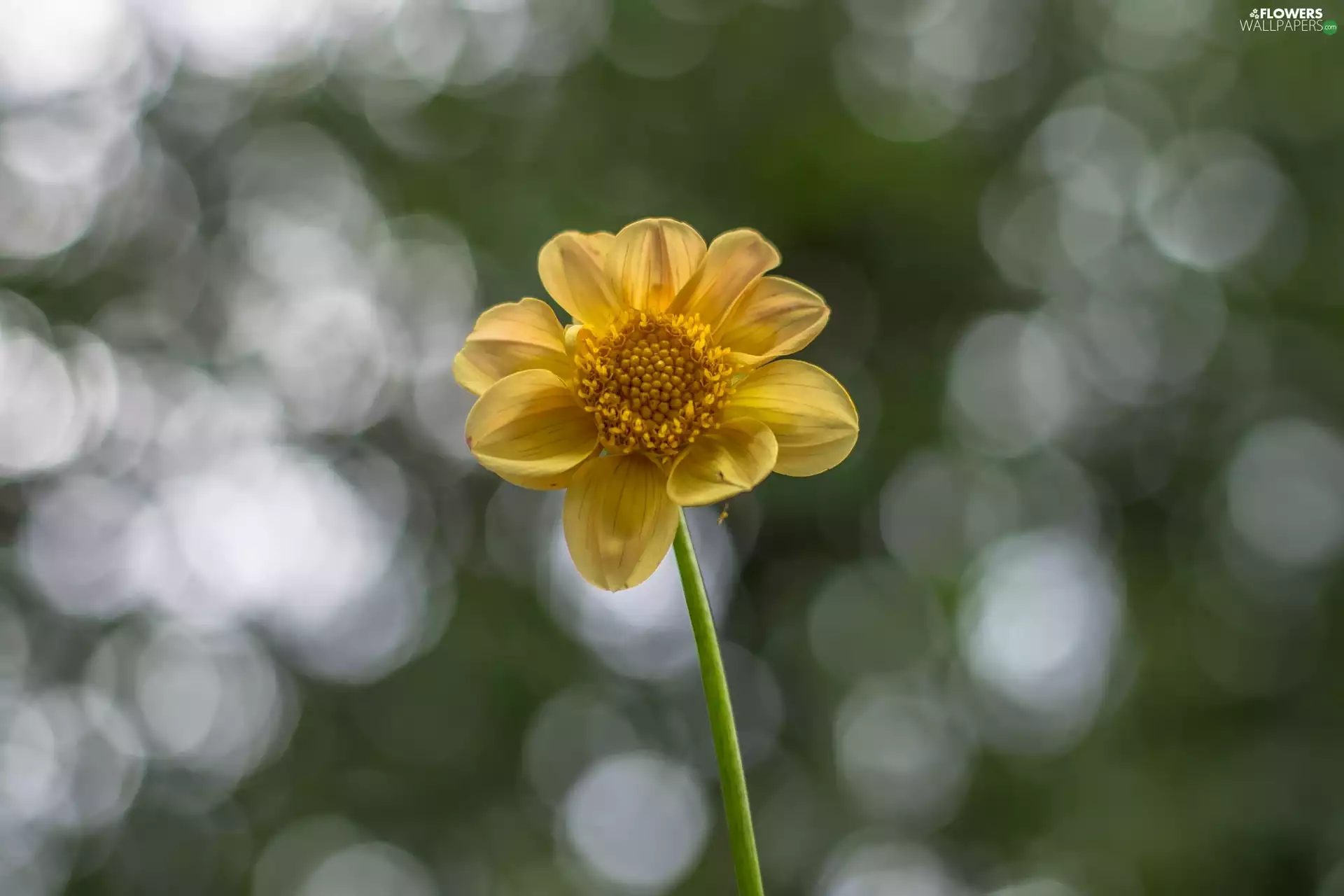 Dalia, Yellow, Colourfull Flowers