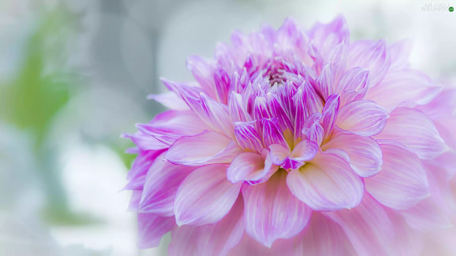 Colourfull Flowers, Dalia, rapprochement, Pink