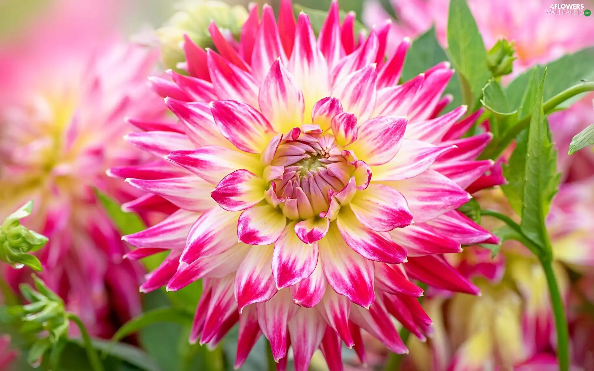 Leaf, rapprochement, Dalia, White and Pink, Colourfull Flowers