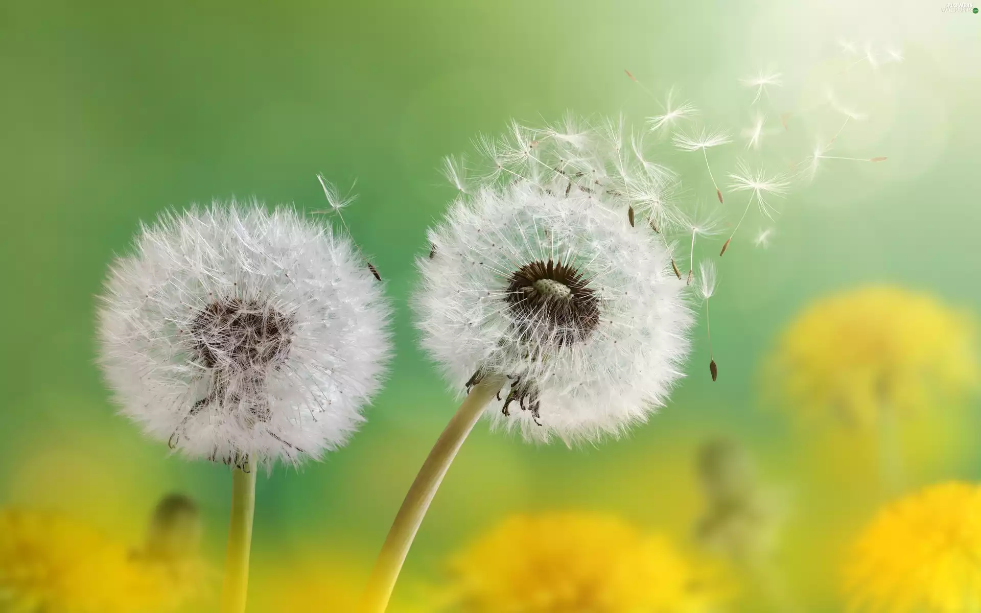 Flowers, dandelion