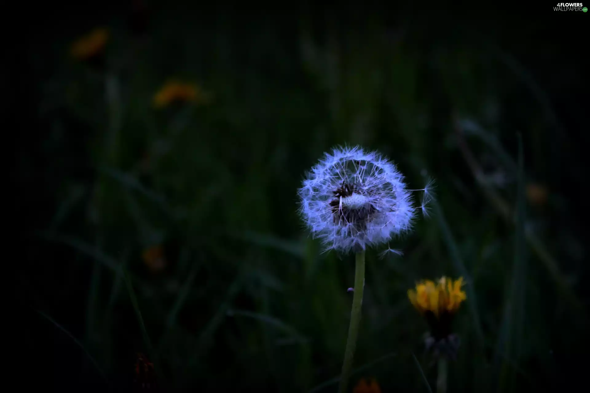 Common Dandelion, nature, Flowers