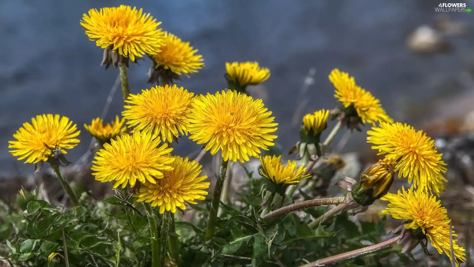 Flowers, dandelion