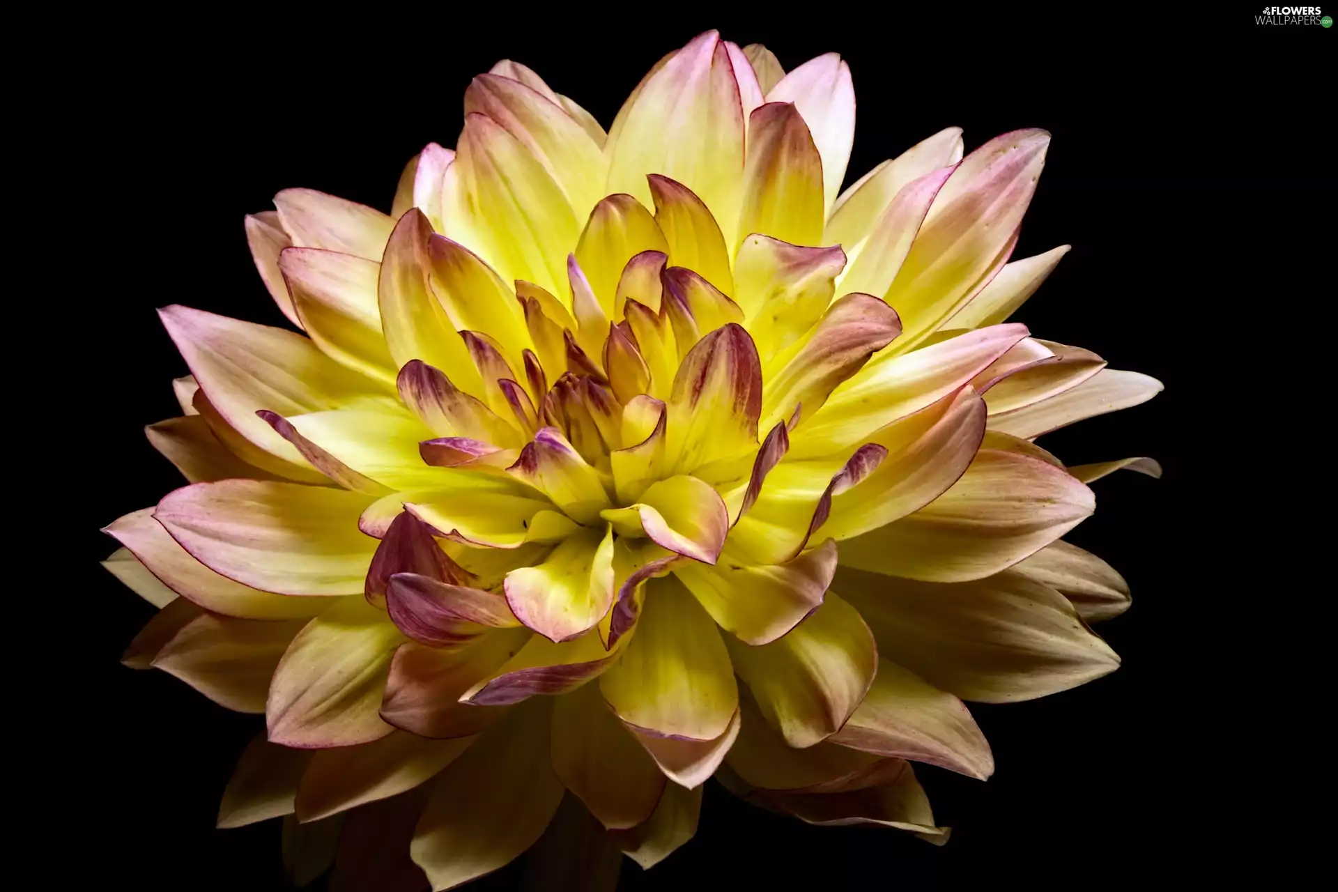 Colourfull Flowers, dark, background, Dalia