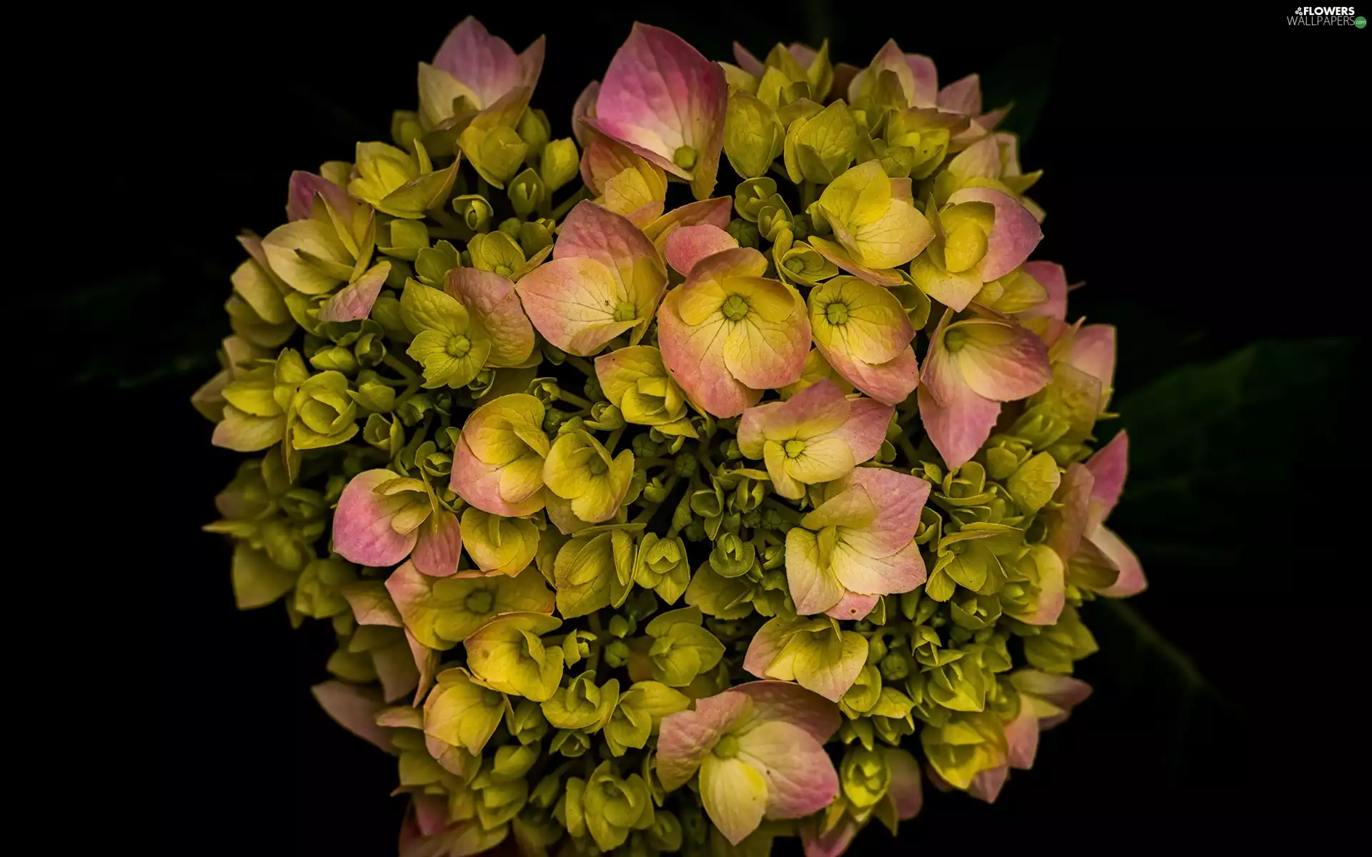 Colourfull Flowers, dark, background, hydrangea