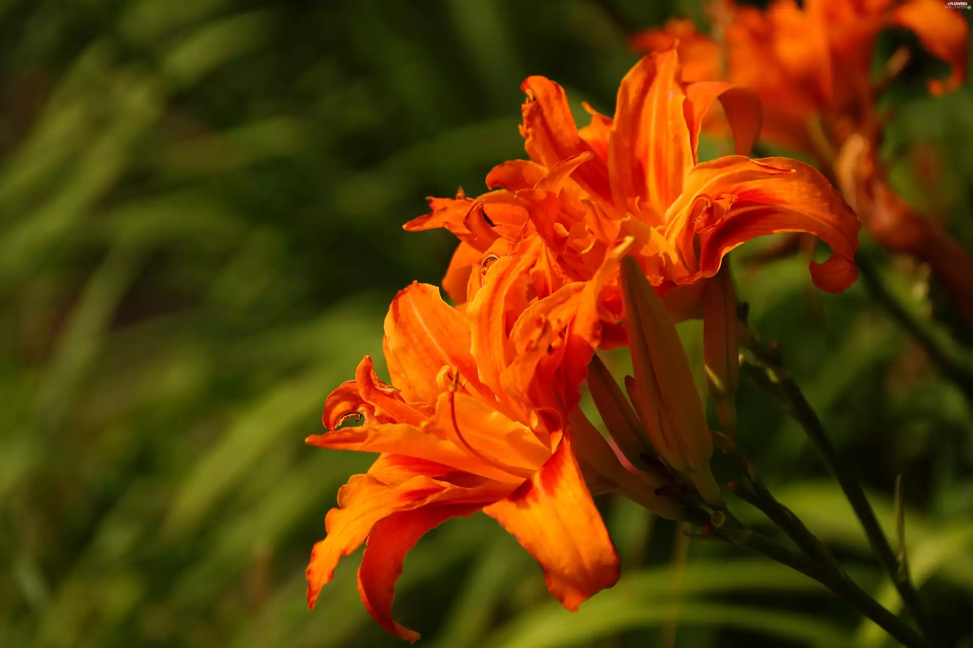 Flowers, Daylilies