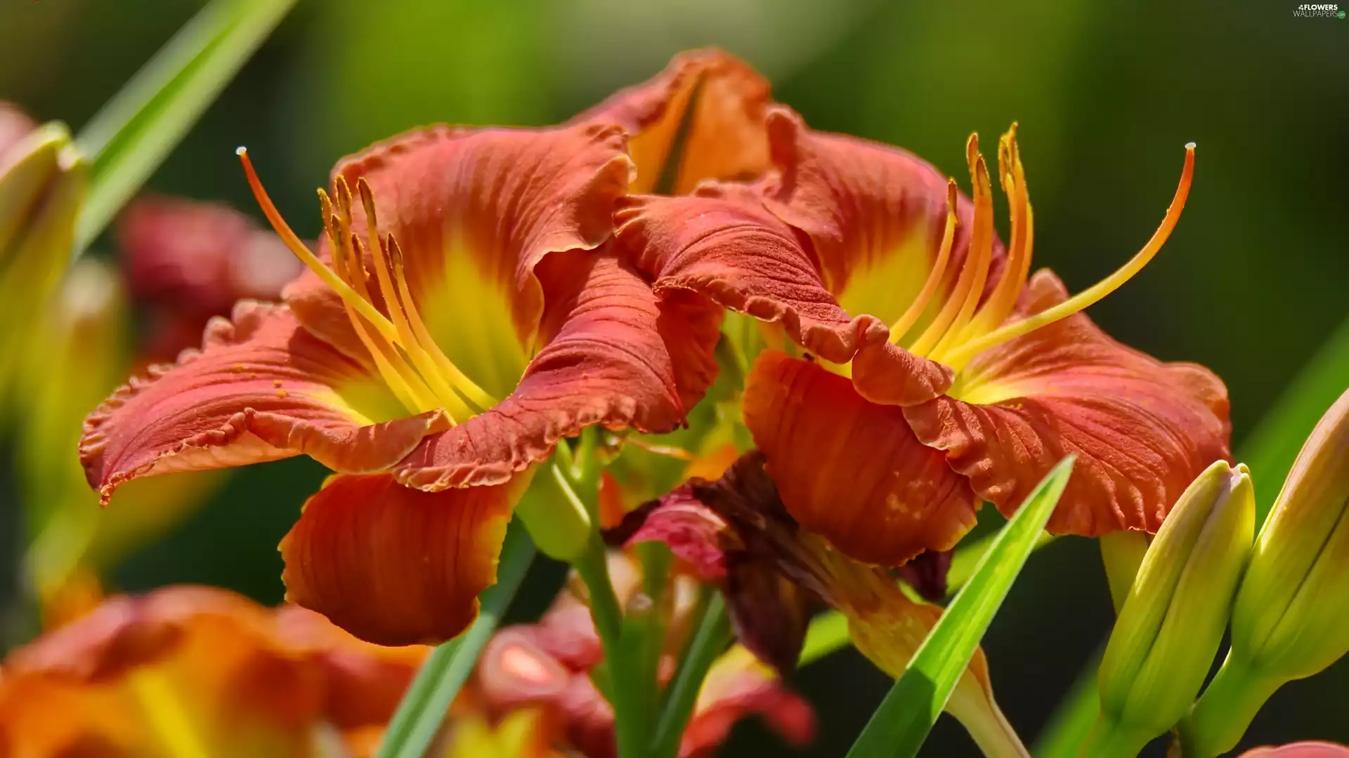 Flowers, Daylilies