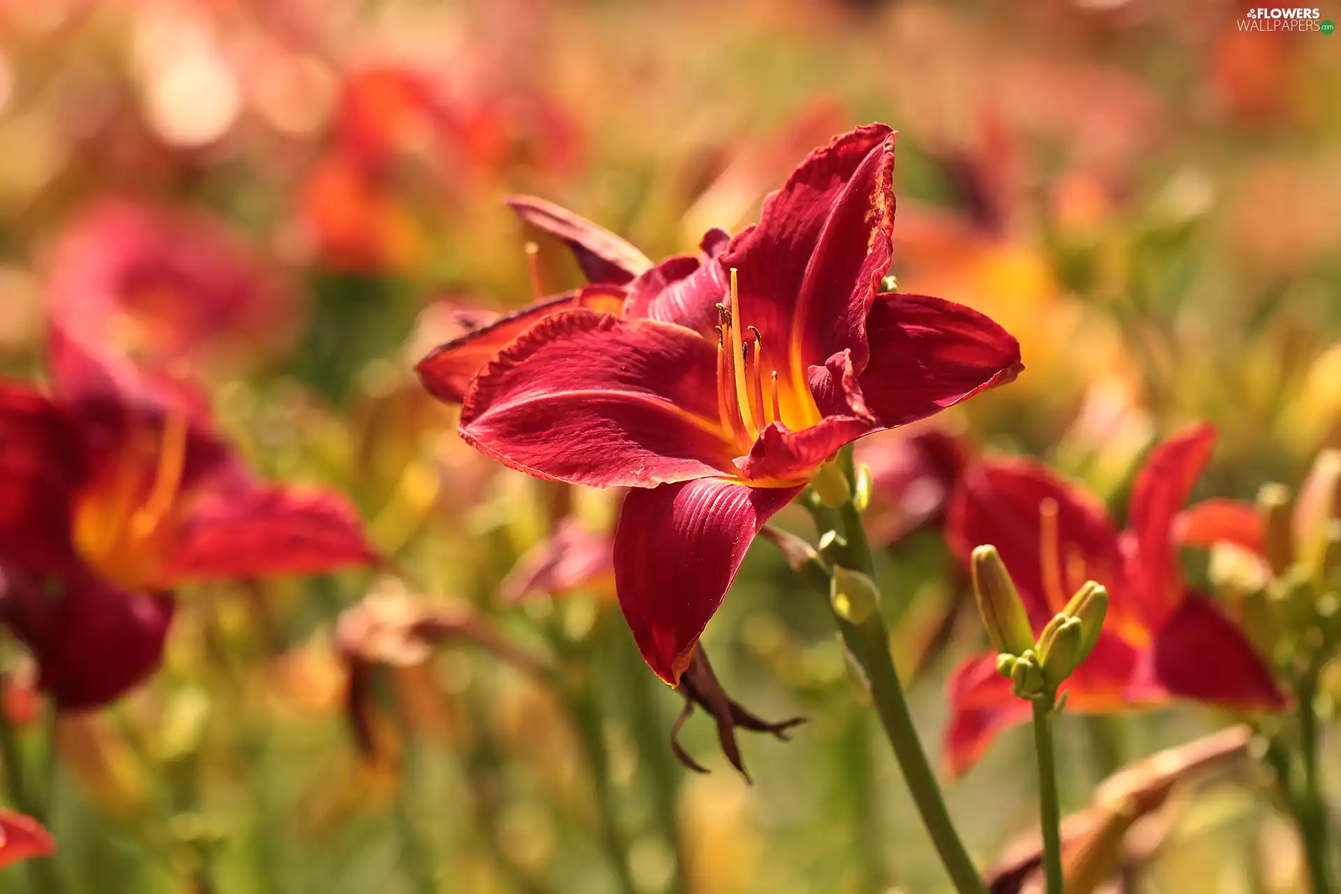 Flowers, Red, Daylilies