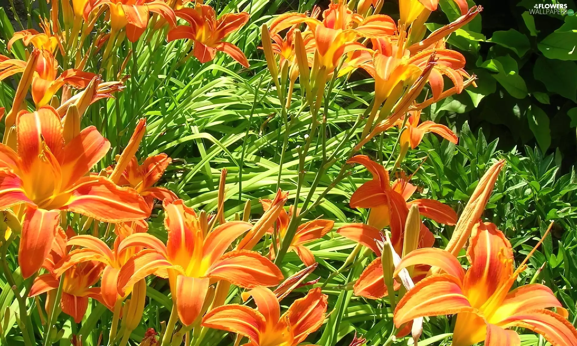 Flowers, Daylilies