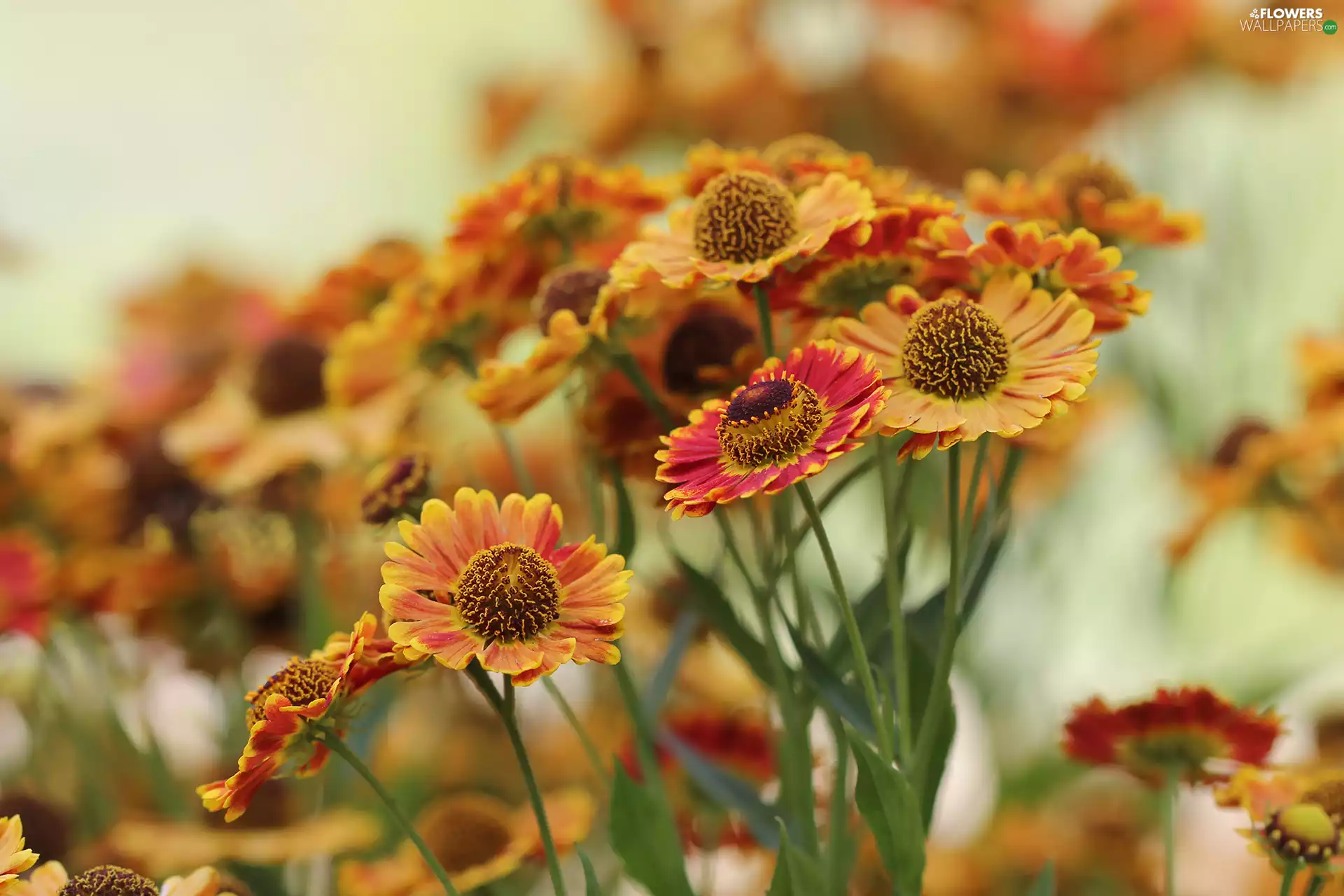 developed, Helenium Hybridum, Flowers