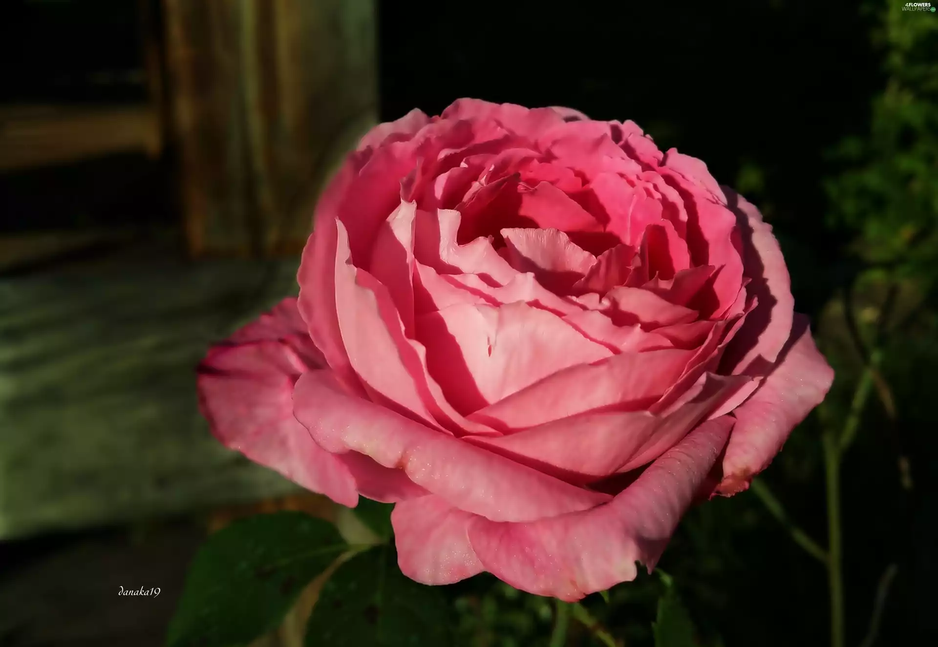 Colourfull Flowers, developed, rose, Pink