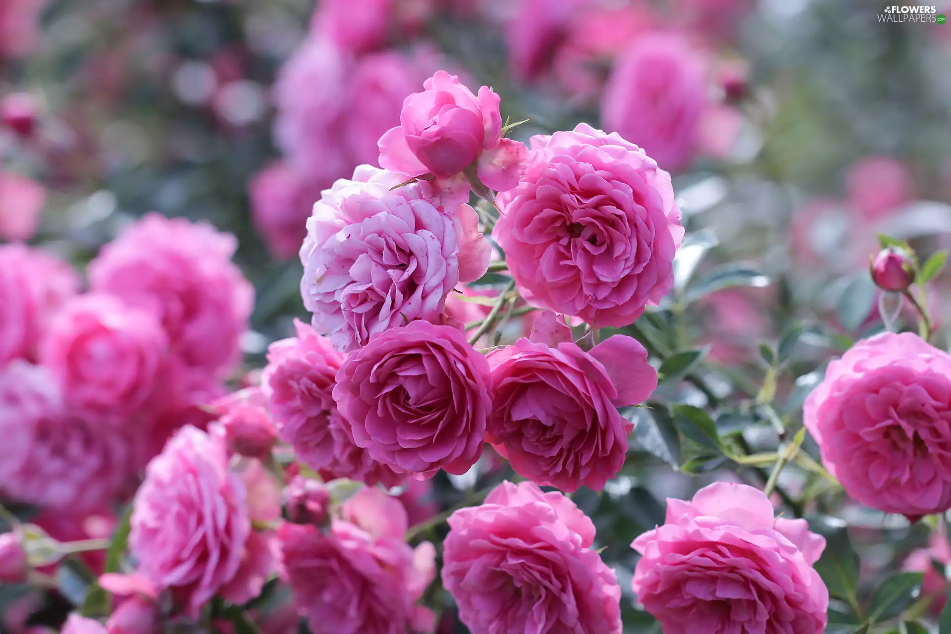 developed, roses, Flowers, Pink