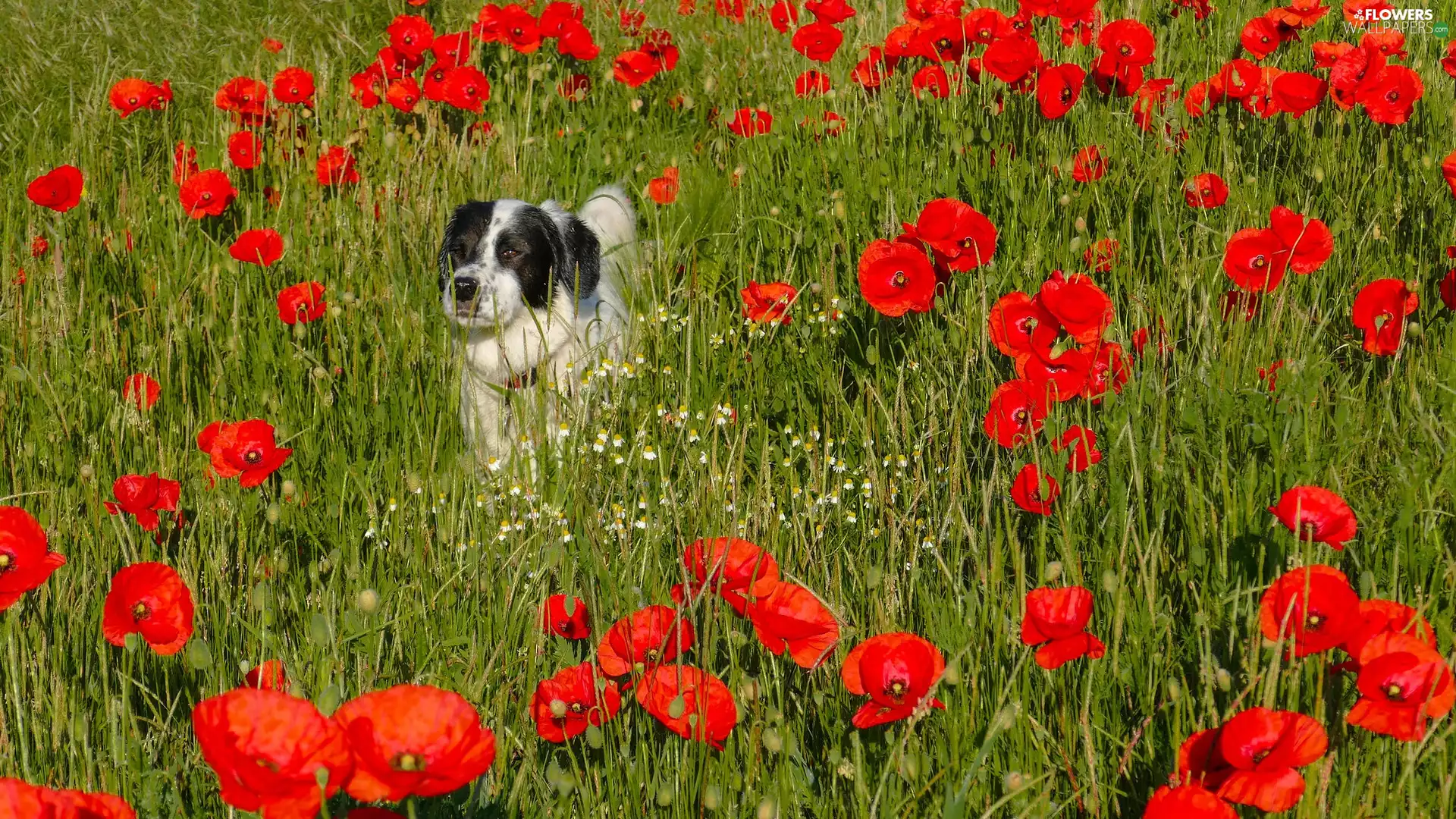 Red, papavers, dog, Flowers, black and white