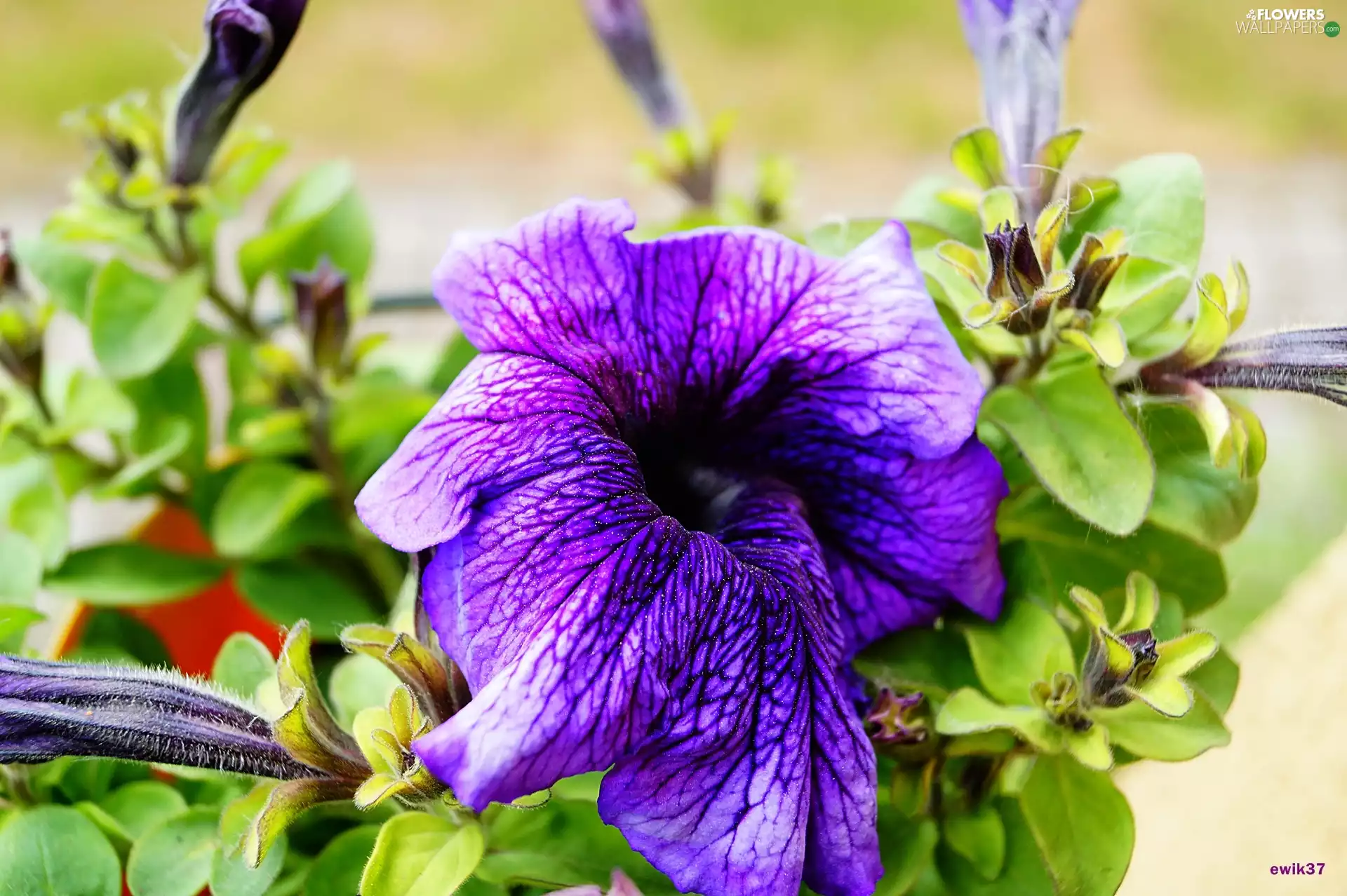 donuts, petunia, Colourfull Flowers