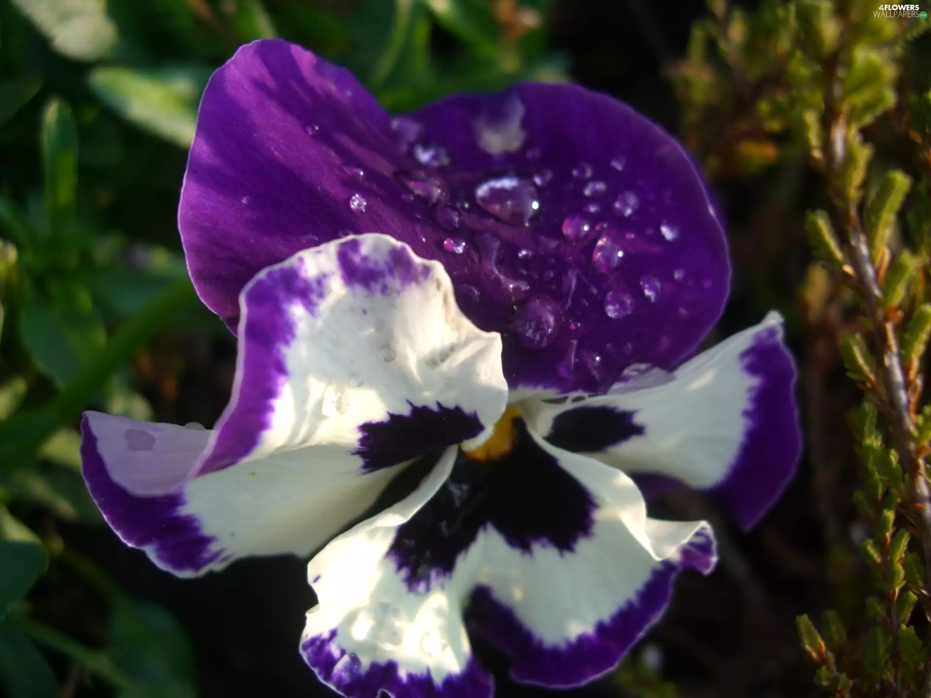drops, pansy, Colourfull Flowers