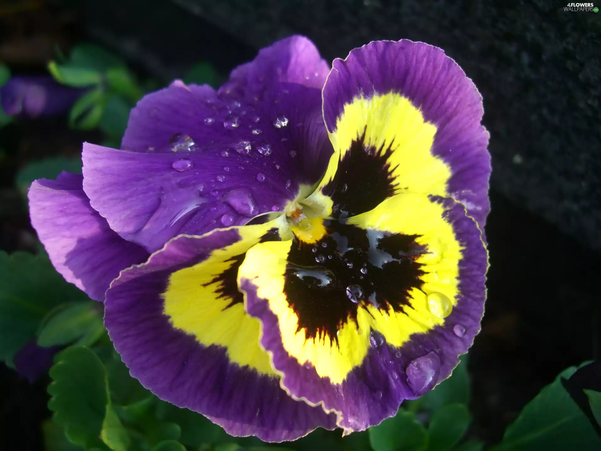 drops, pansy, Colourfull Flowers