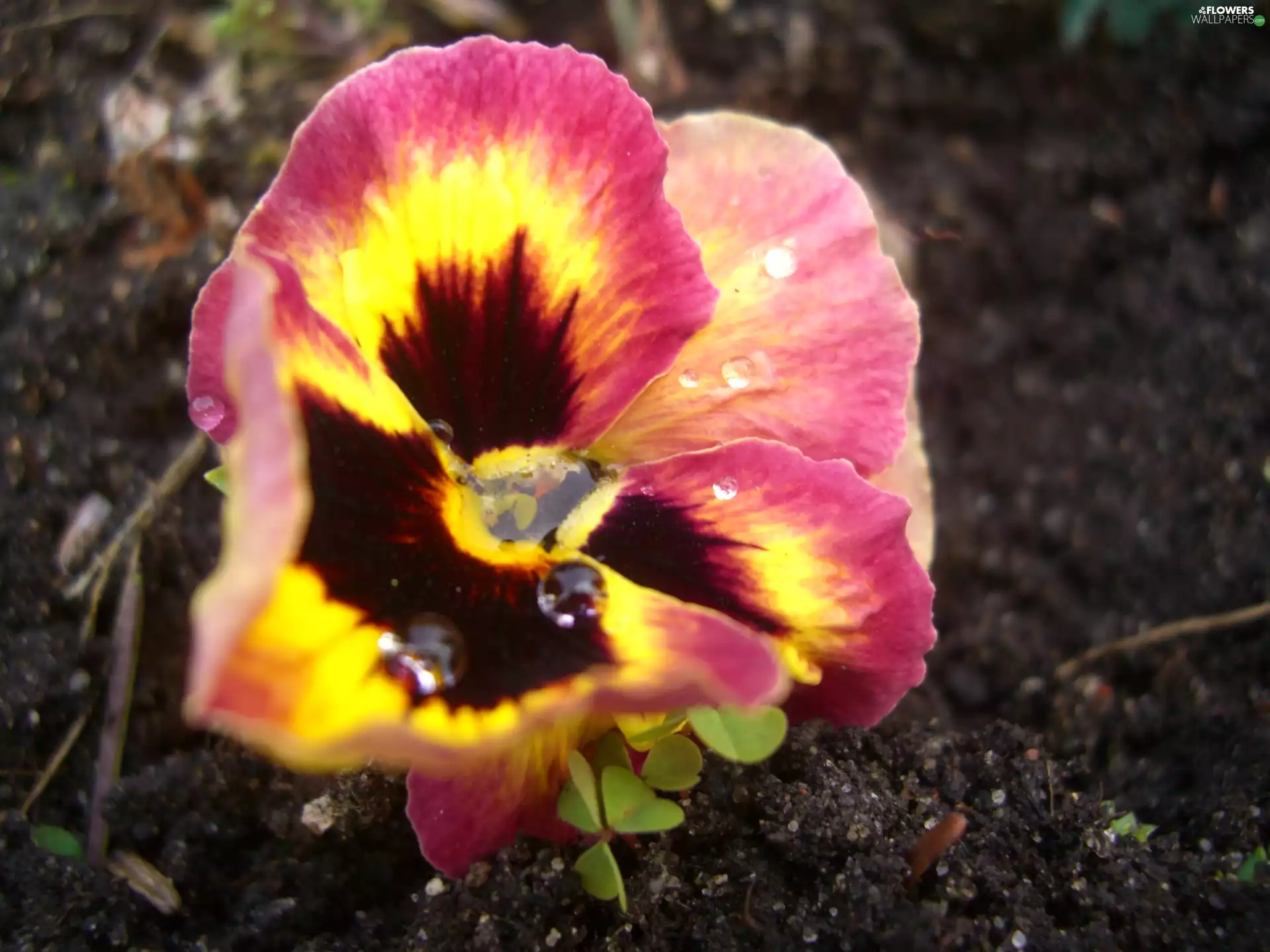 drops, pansy, Colourfull Flowers