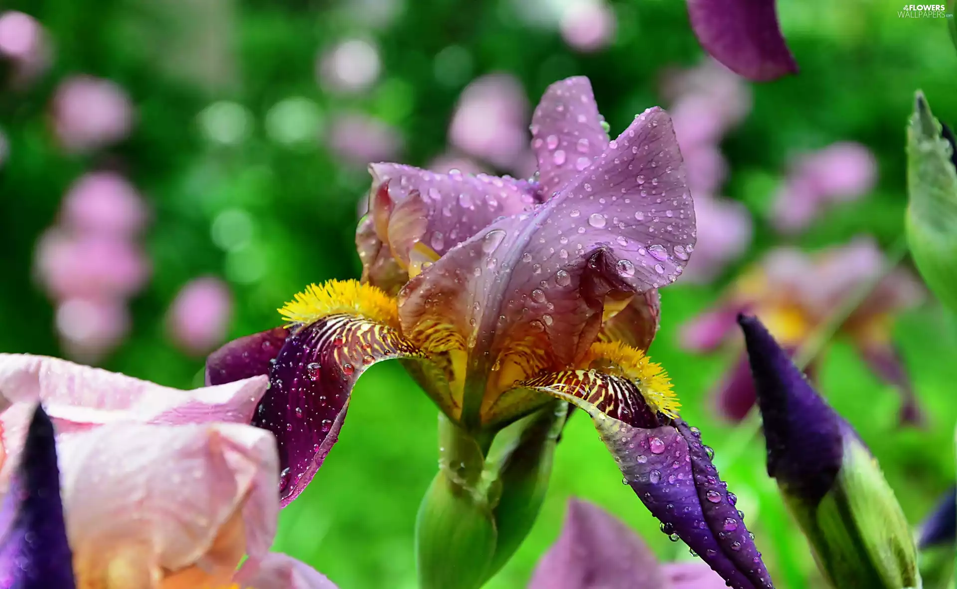 Colourfull Flowers, drops, rain, iris