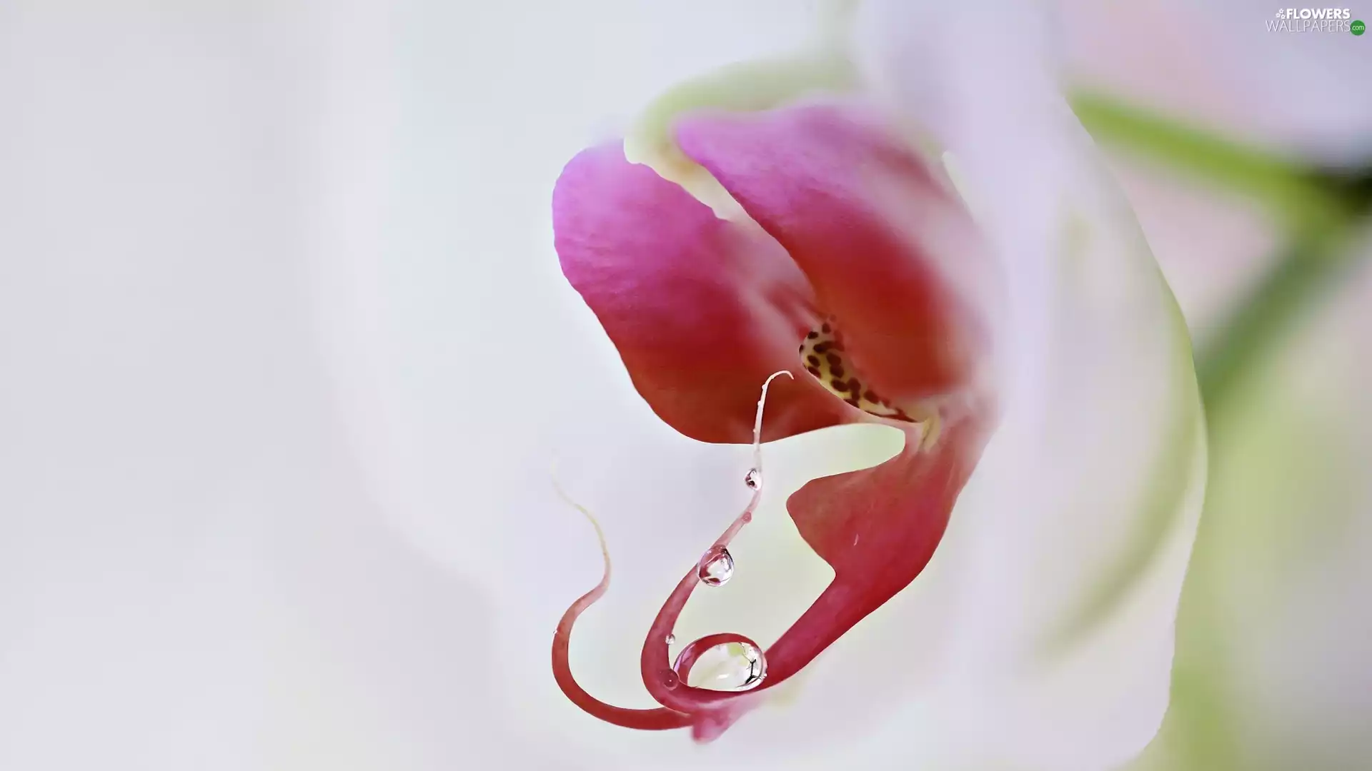 Colourfull Flowers, drops, Close, orchid