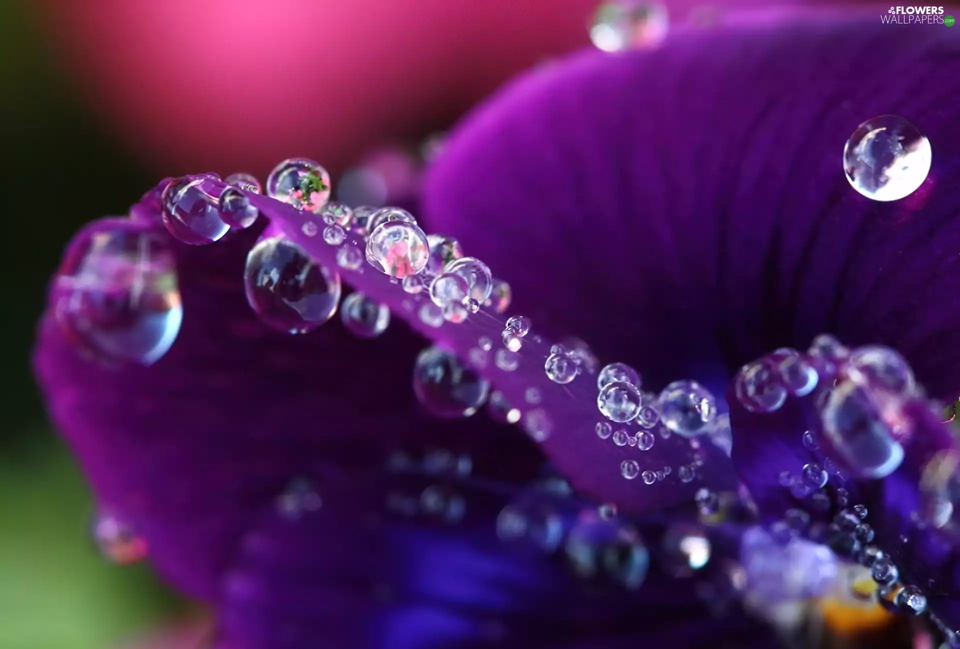 Colourfull Flowers, drops, water, pansy