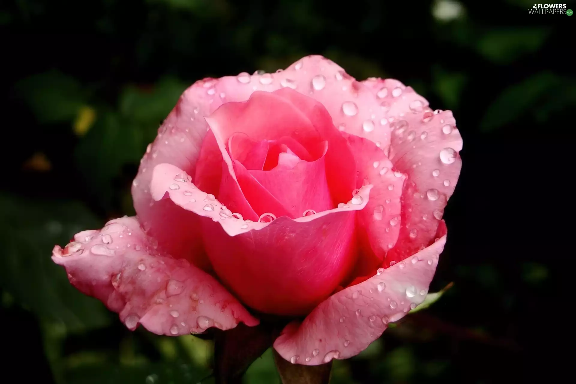 Colourfull Flowers, drops, Rosy, rose