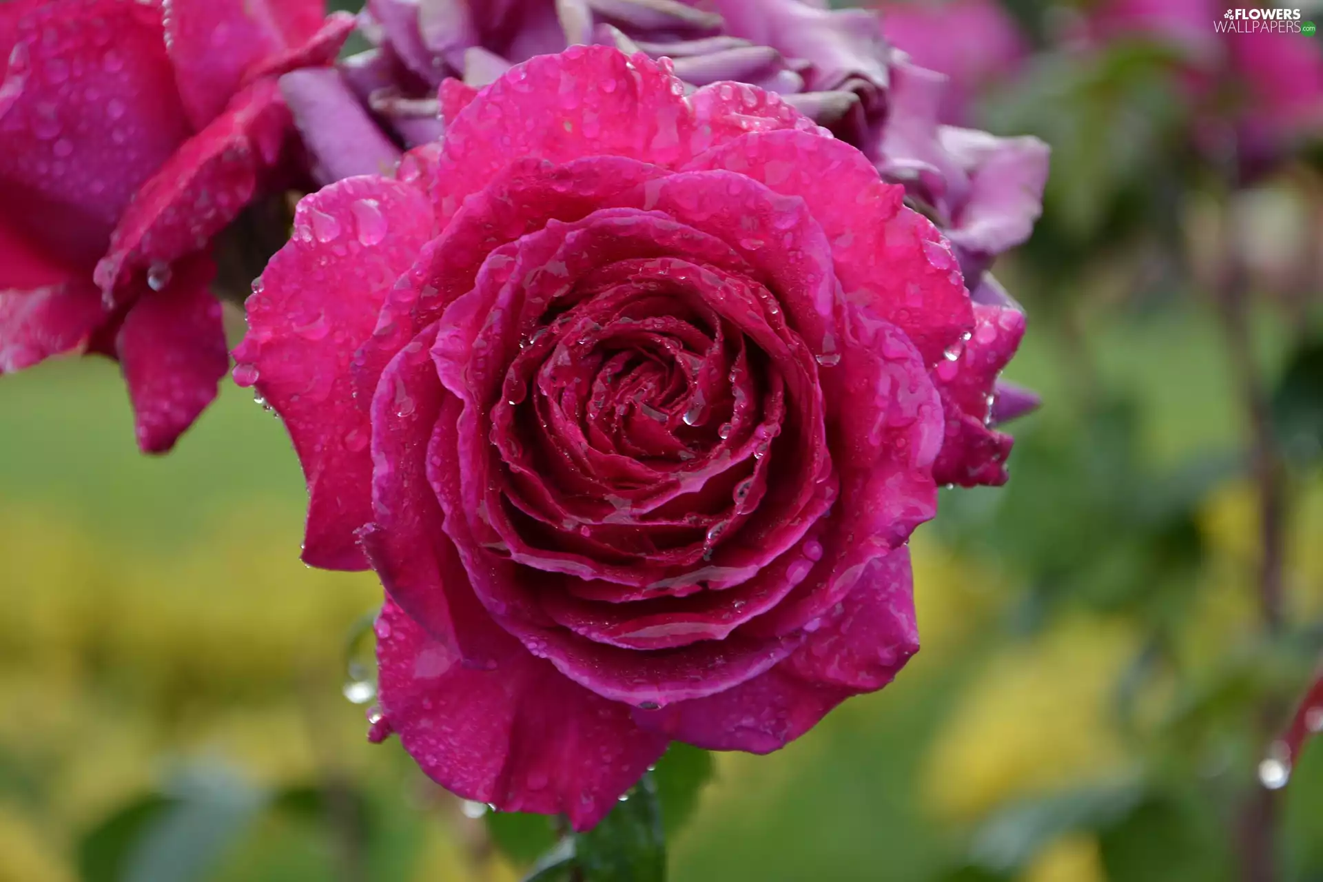 Colourfull Flowers, drops, blur, roses