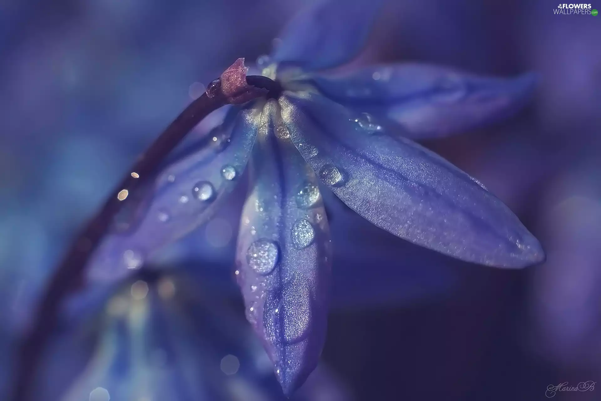 Colourfull Flowers, drops, rapprochement, squill